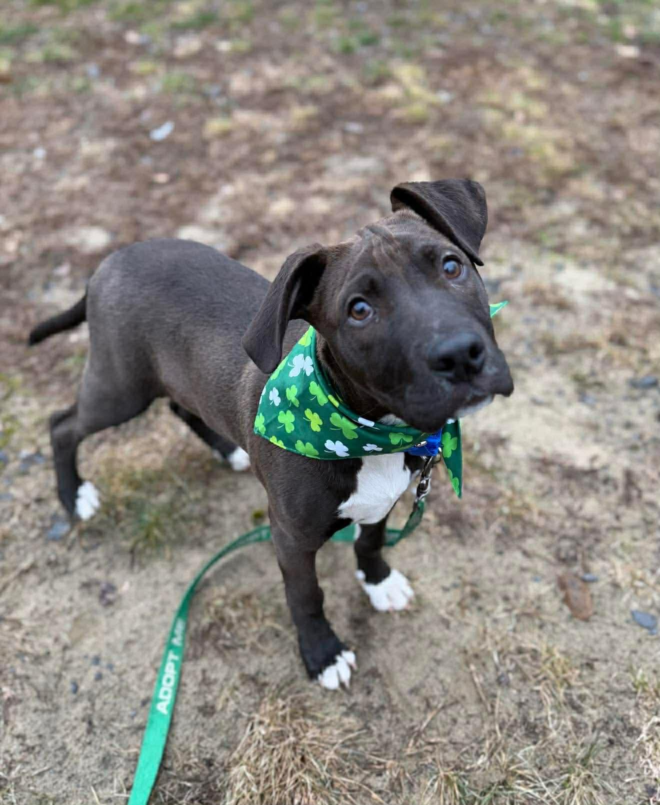 Sparky , ADOPTABLE, Puppy Male Mixed Breed.