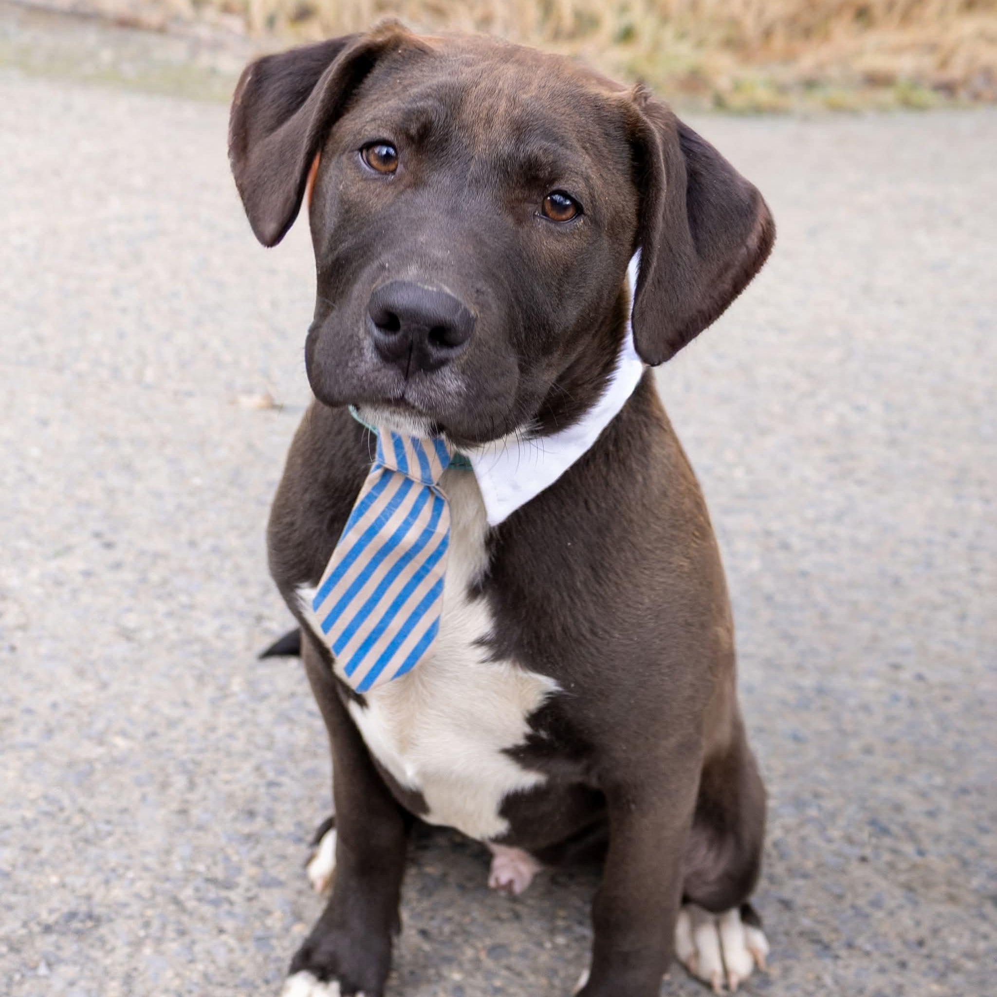Enlarge Sparky , an adopted Mixed Breed in Argyle, NY image 1/6