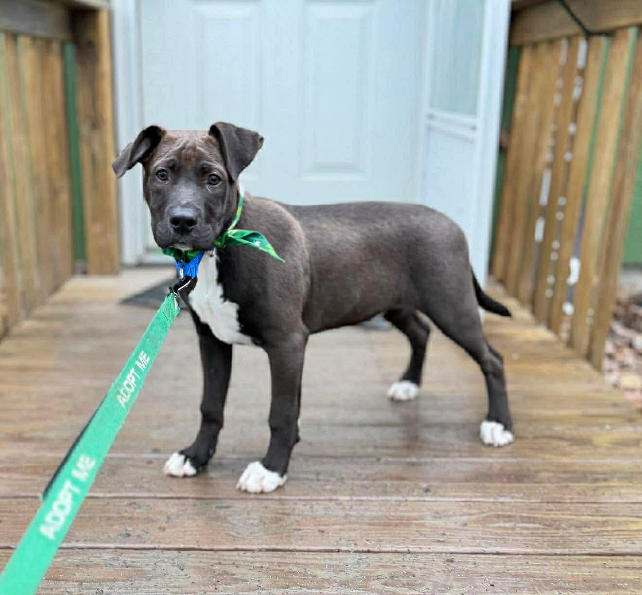 Enlarge Sparky , a ADOPTABLE Mixed Breed in Argyle, NY image 6/6