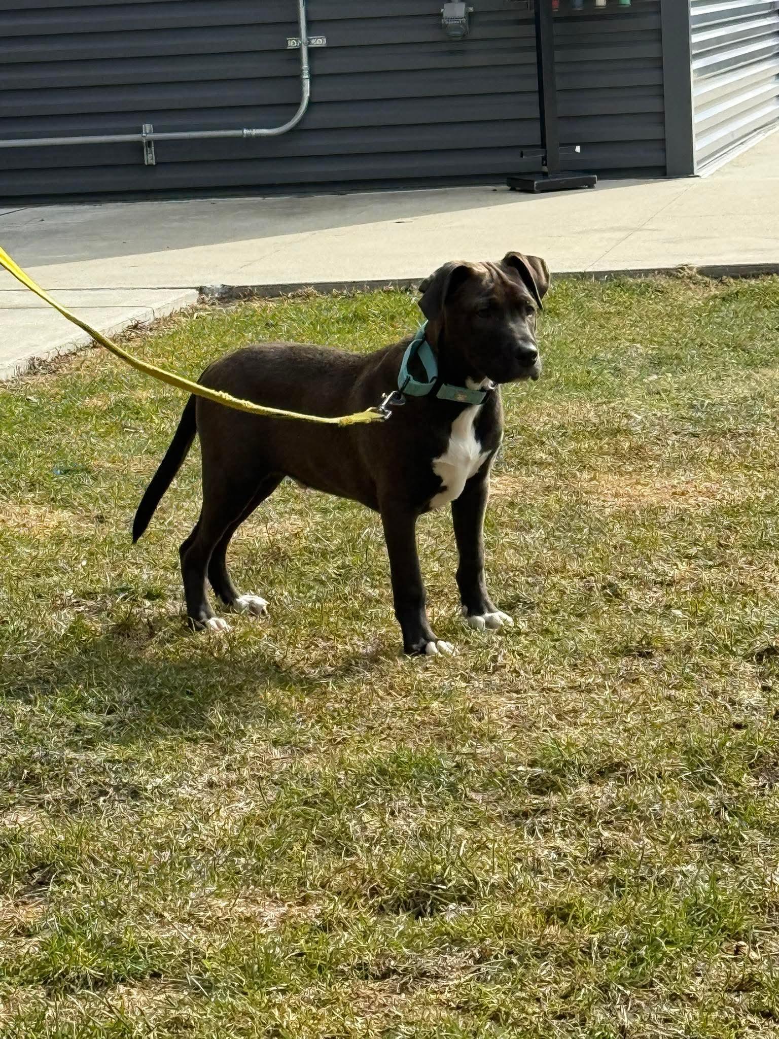 Enlarge Sparky , a ADOPTABLE Mixed Breed in Argyle, NY image 5/6