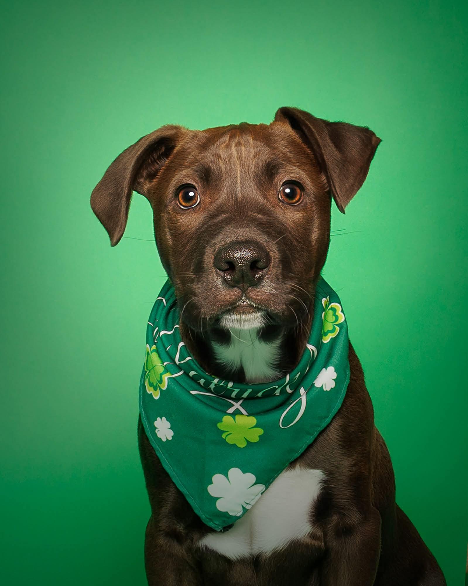 Enlarge Sparky , a ADOPTABLE Mixed Breed in Argyle, NY image 2/6