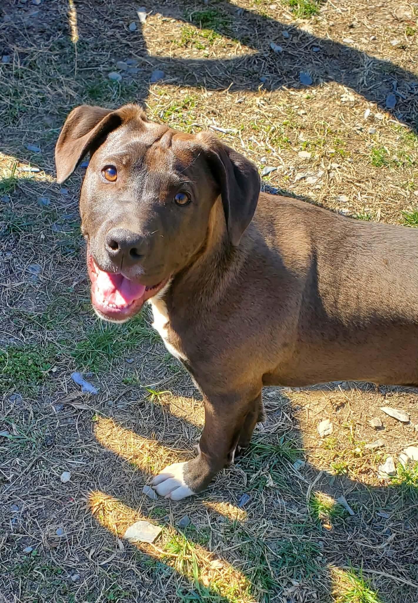 Enlarge Sparky , an adopted Mixed Breed in Argyle, NY image 5/6