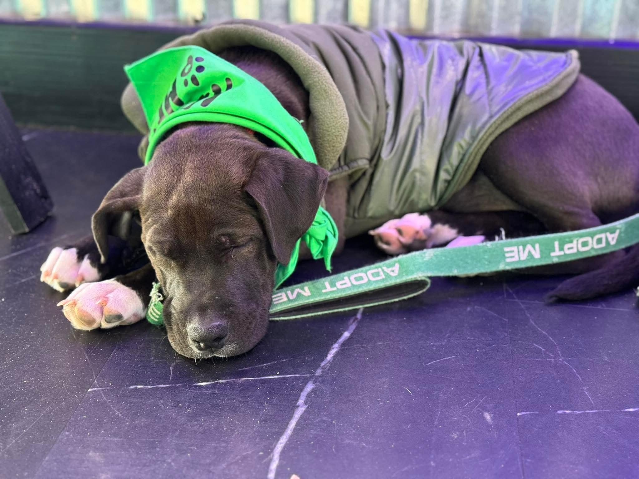 Enlarge Sparky , a ADOPTABLE Mixed Breed in Argyle, NY image 4/6