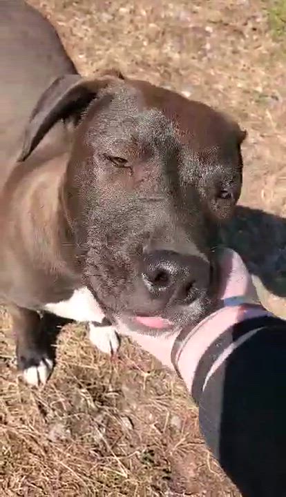 Enlarge Sparky , an adopted Mixed Breed in Argyle, NY video 6/6