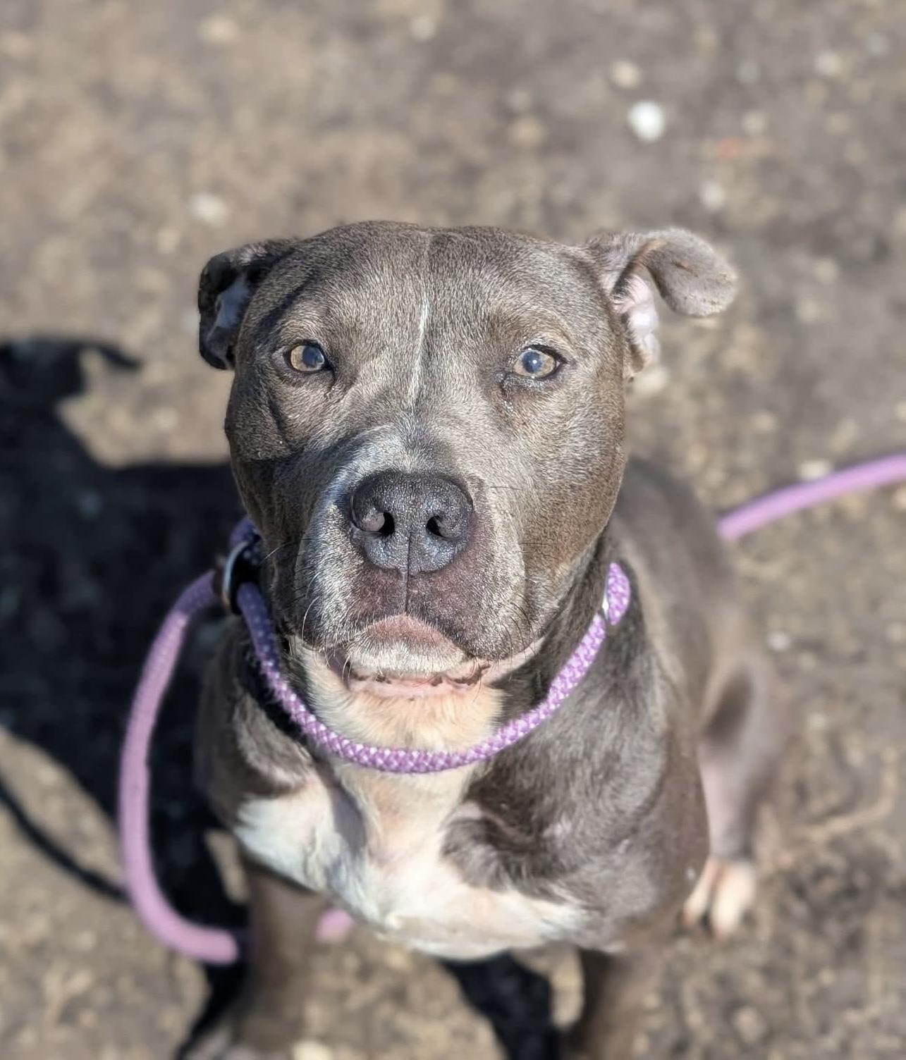 Enlarge Hubble, a ADOPTABLE Pit Bull Terrier in Chicago, IL image 1/5
