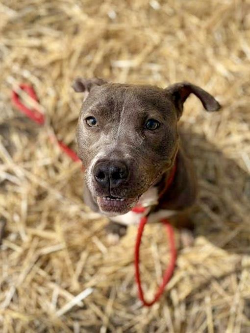 Enlarge Hubble, a ADOPTABLE Pit Bull Terrier in Chicago, IL image 3/5