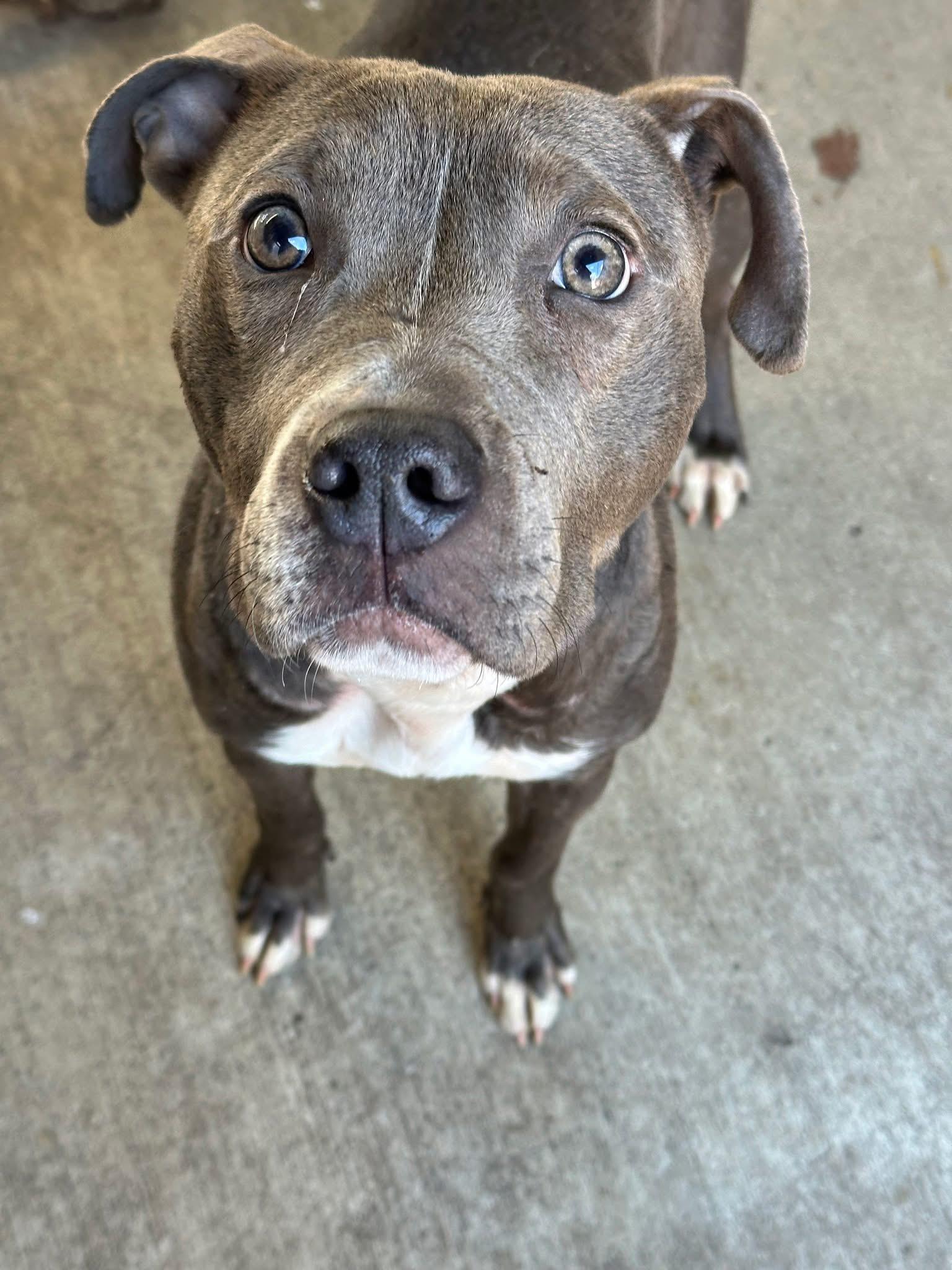 Enlarge Hubble, a ADOPTABLE Pit Bull Terrier in Chicago, IL image 2/5