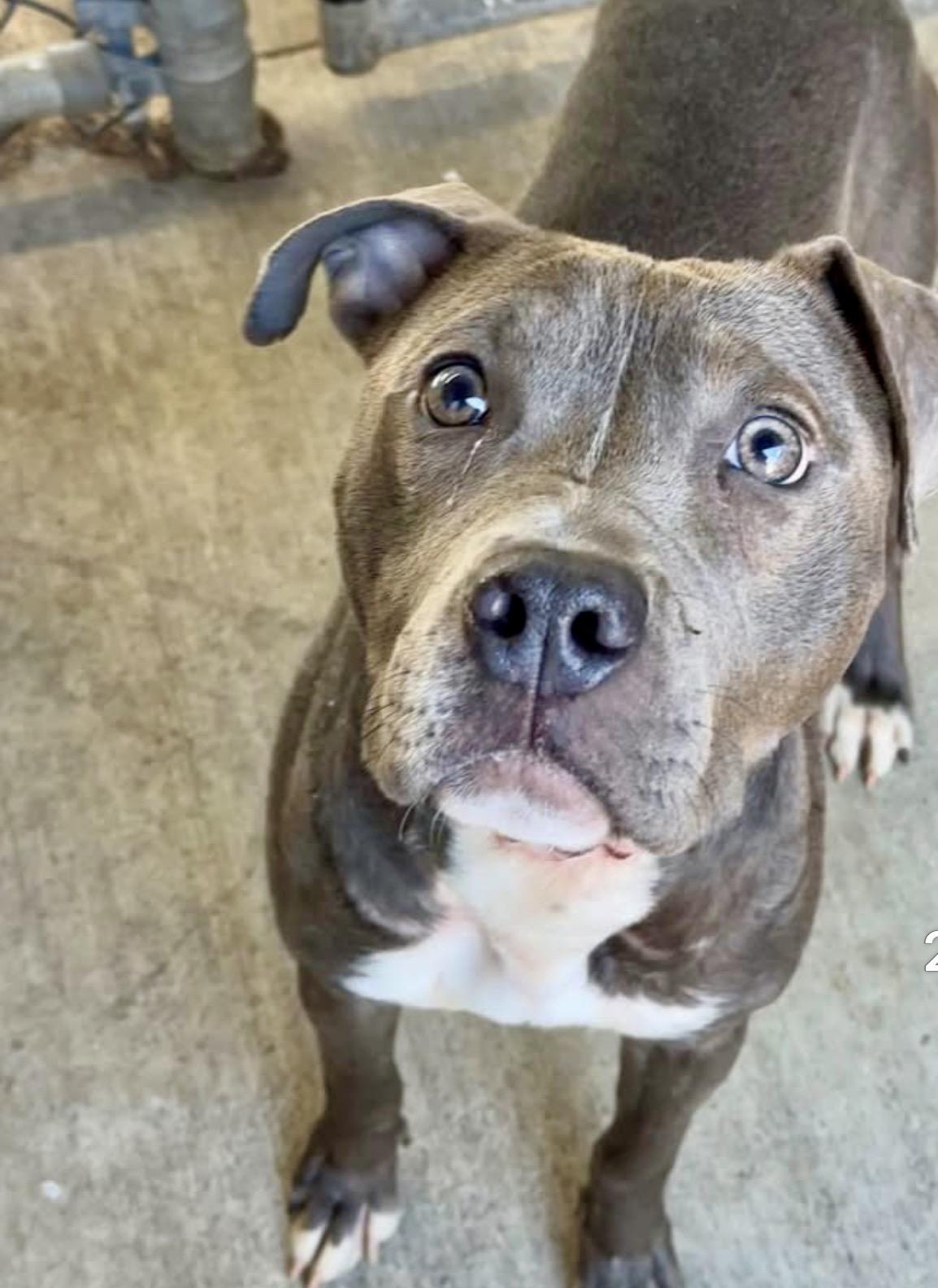 Enlarge Hubble, a ADOPTABLE Pit Bull Terrier in Chicago, IL image 4/5