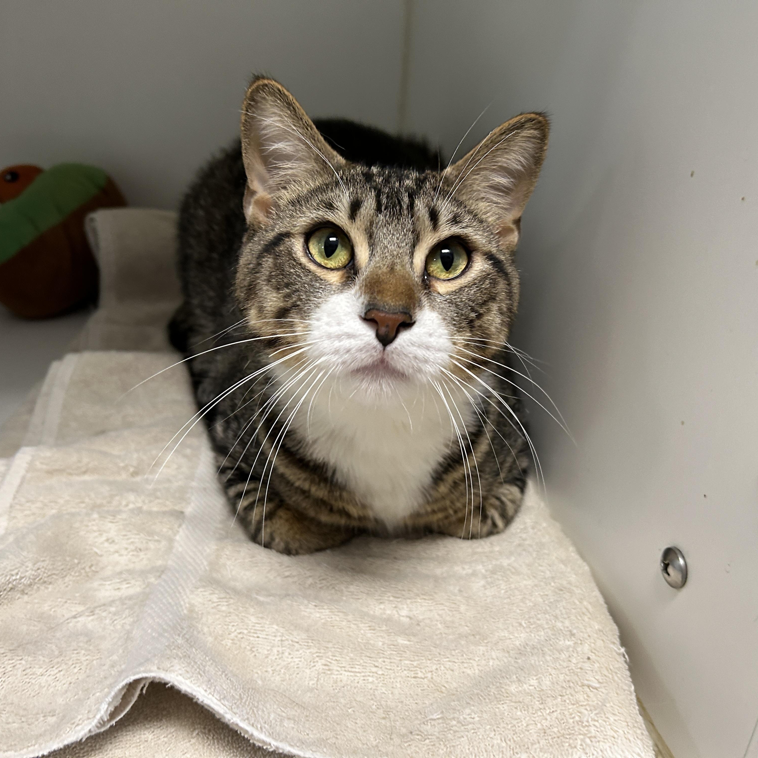 Ramen, adoptable, Adult Male Domestic Short Hair.