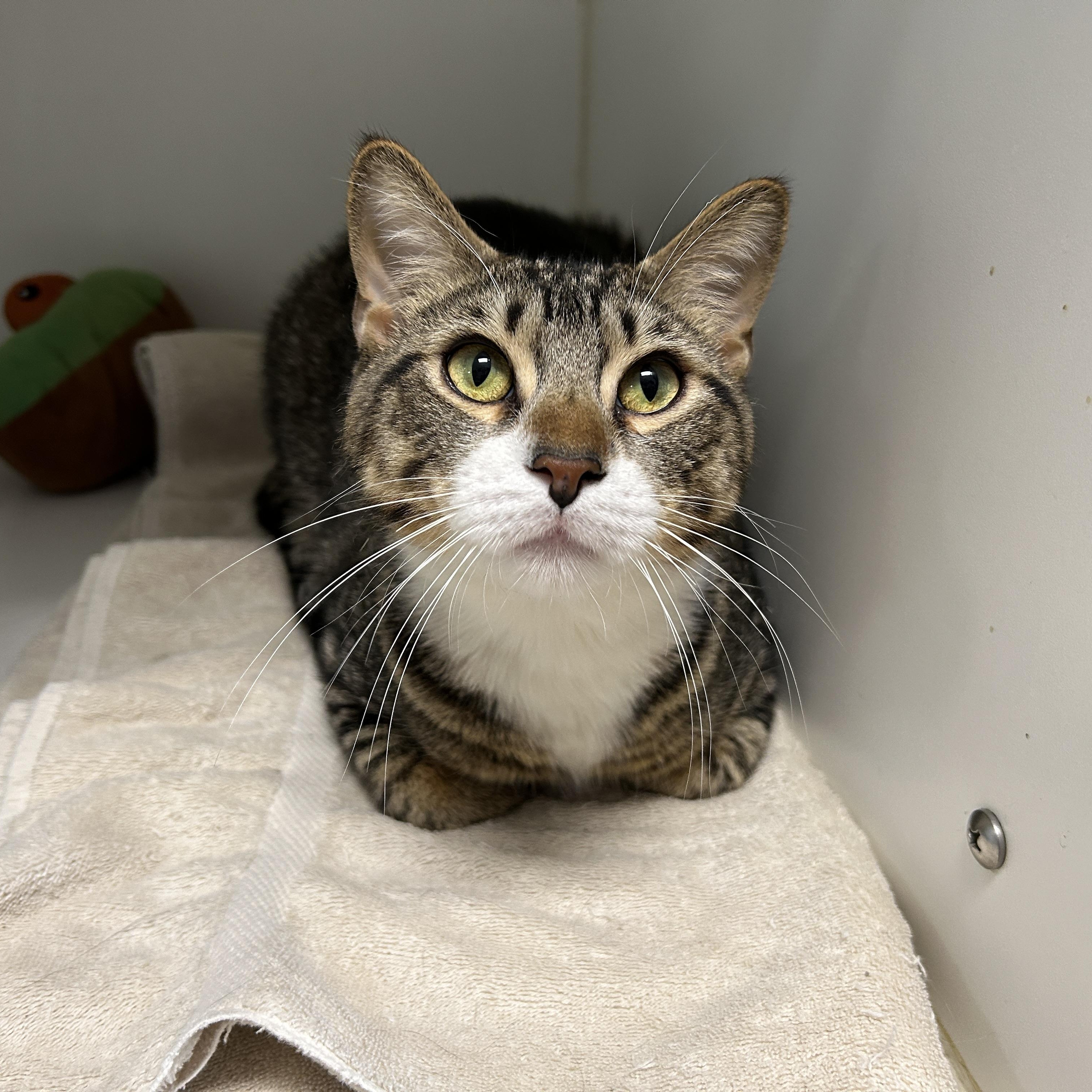 Ramen, an adoptable Domestic Short Hair in La Grange Park, IL image 2/4