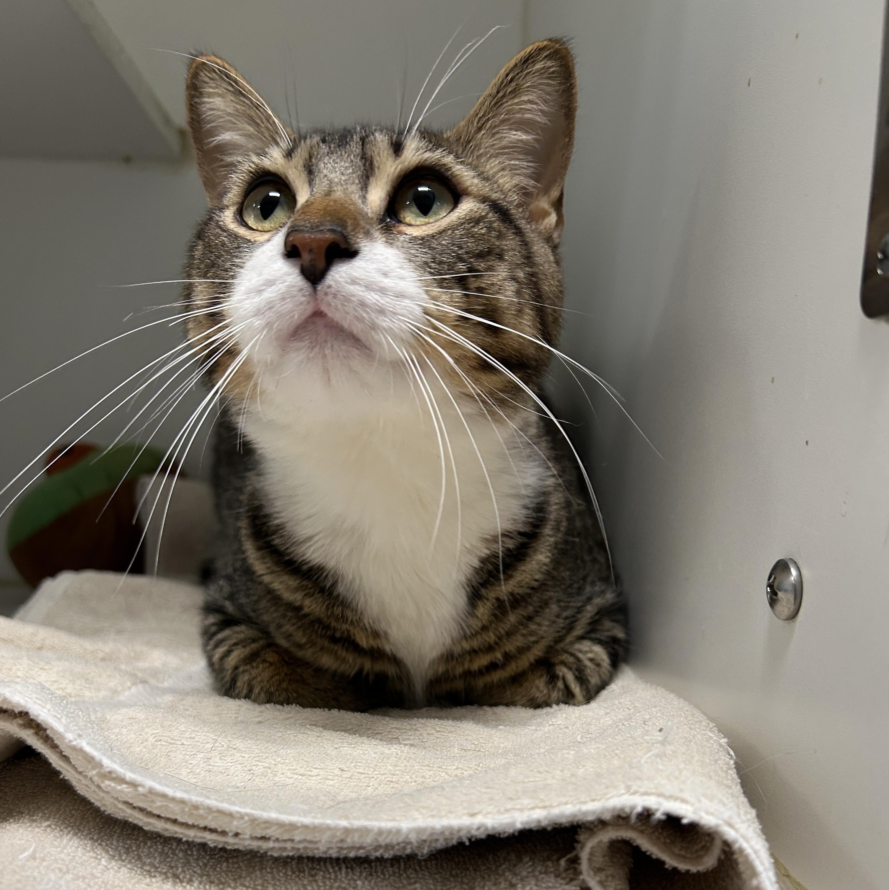 Ramen, an adoptable Domestic Short Hair in La Grange Park, IL image 3/4