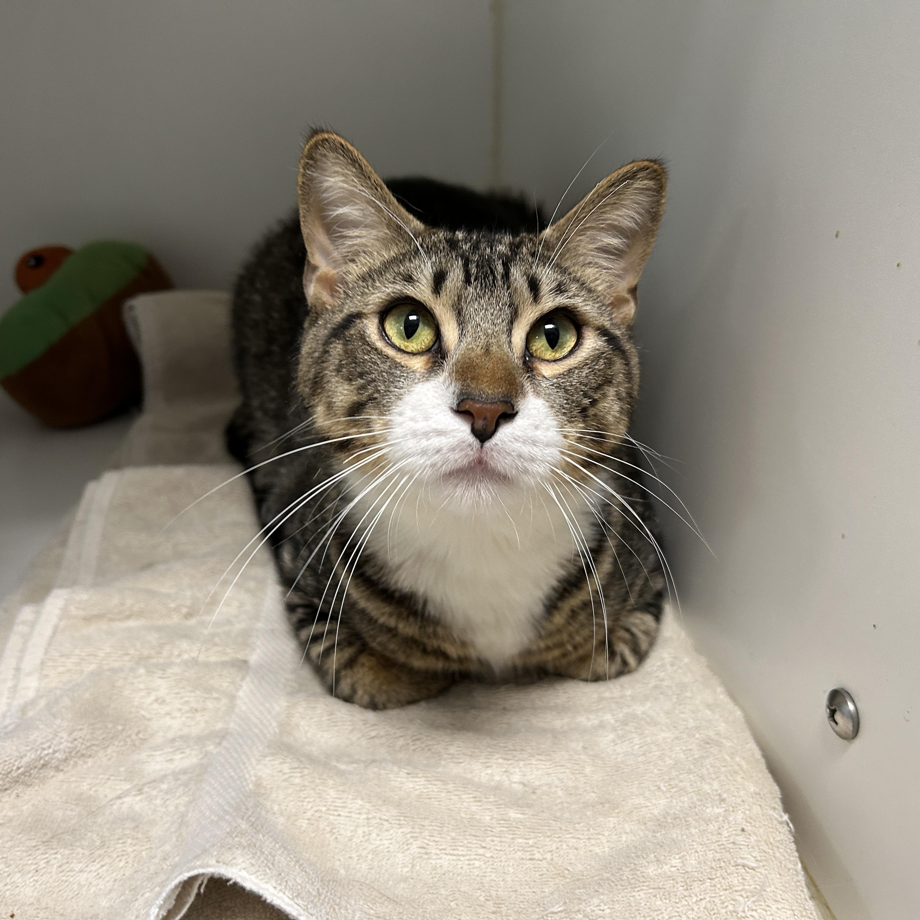 Ramen, an adoptable Domestic Short Hair in La Grange Park, IL image 4/4