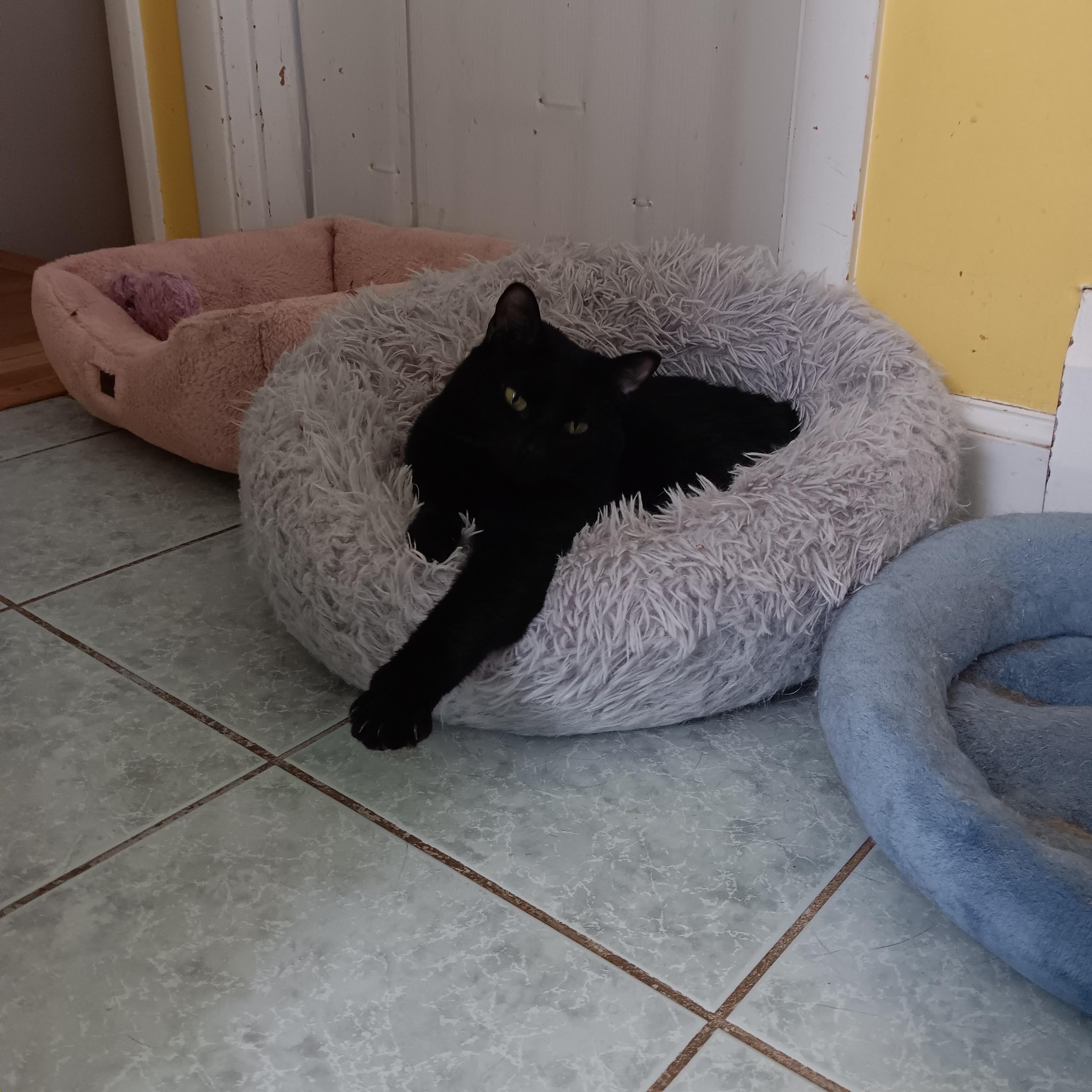 Misty, a ADOPTABLE Domestic Short Hair in Melrose, MA image 3/3