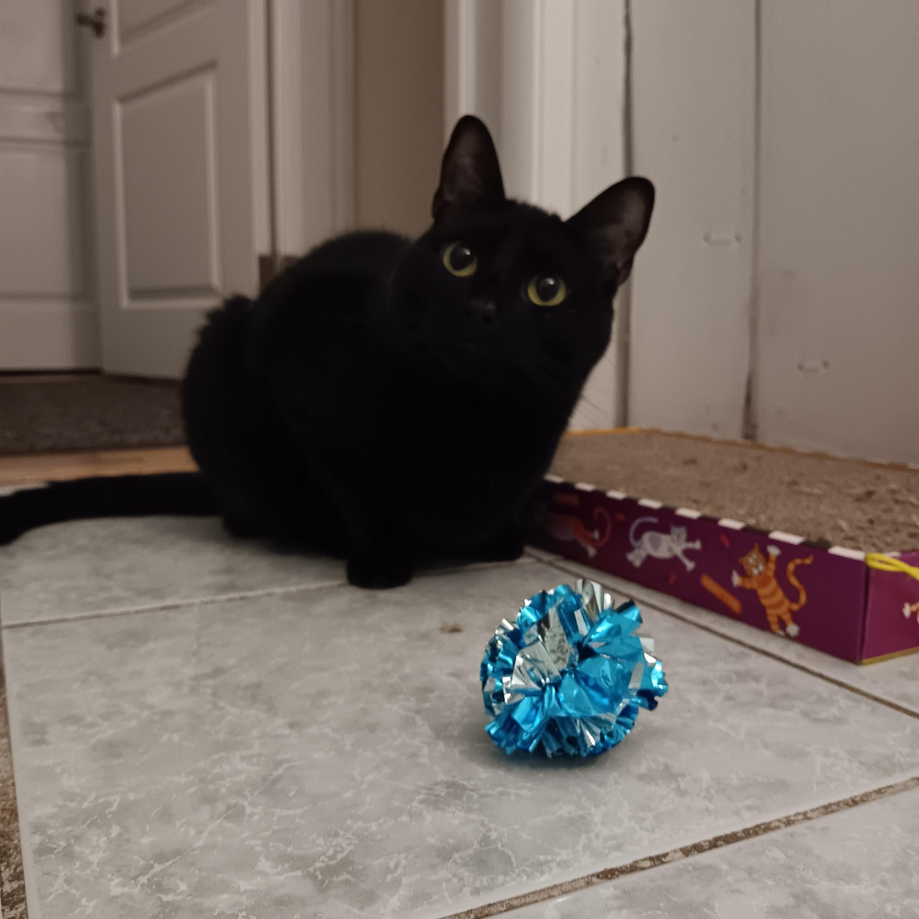 Misty, ADOPTABLE, Young Female Domestic Short Hair.