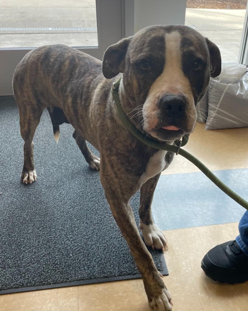 Enlarge Athena, a Adoptable mixed breed in Little Elm, TX image 1/1