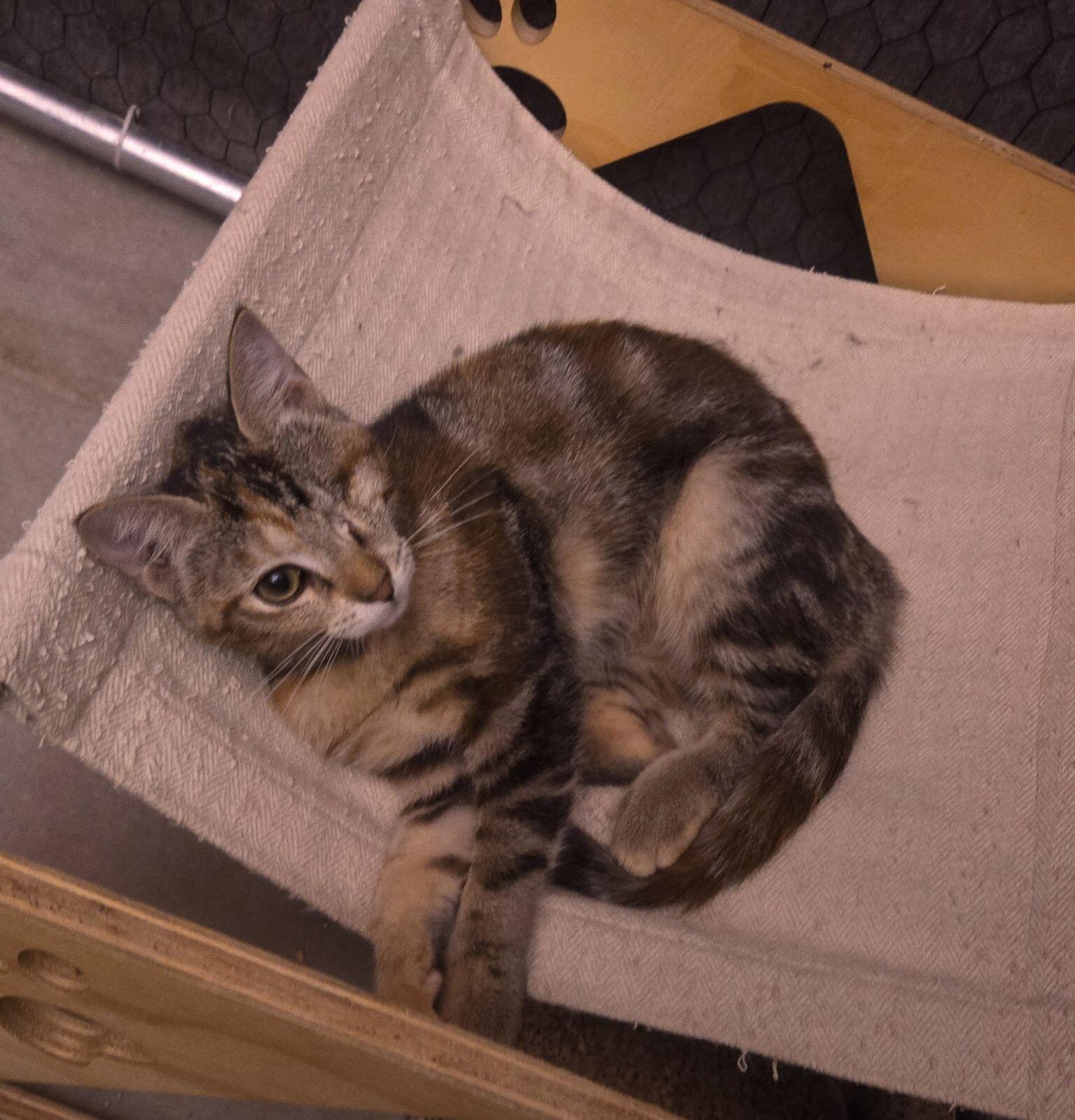 Cat for adoption Honey, a Domestic Short Hair in Sierra Vista, AZ