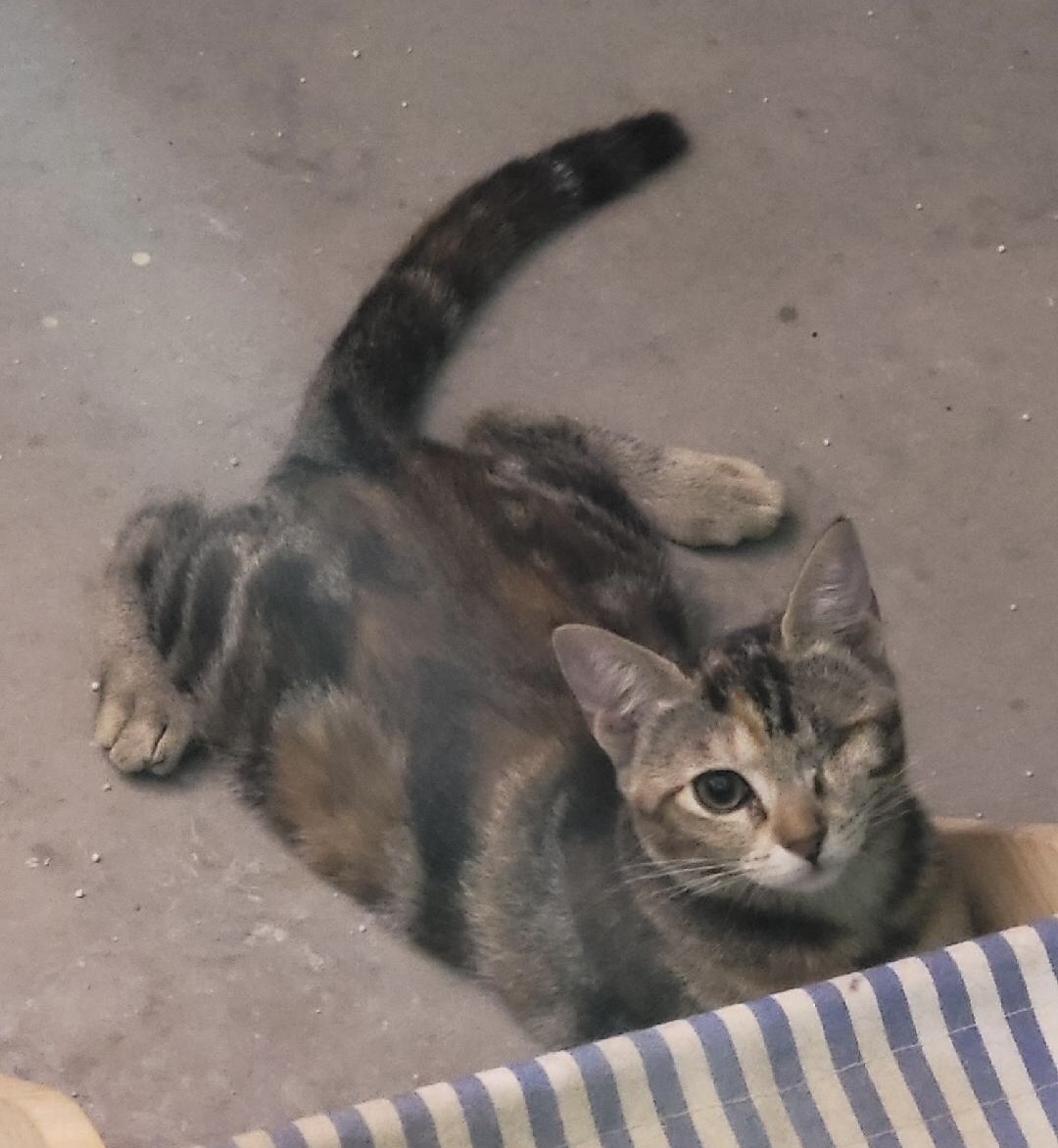 Cat for adoption Honey, a Domestic Short Hair in Sierra Vista, AZ