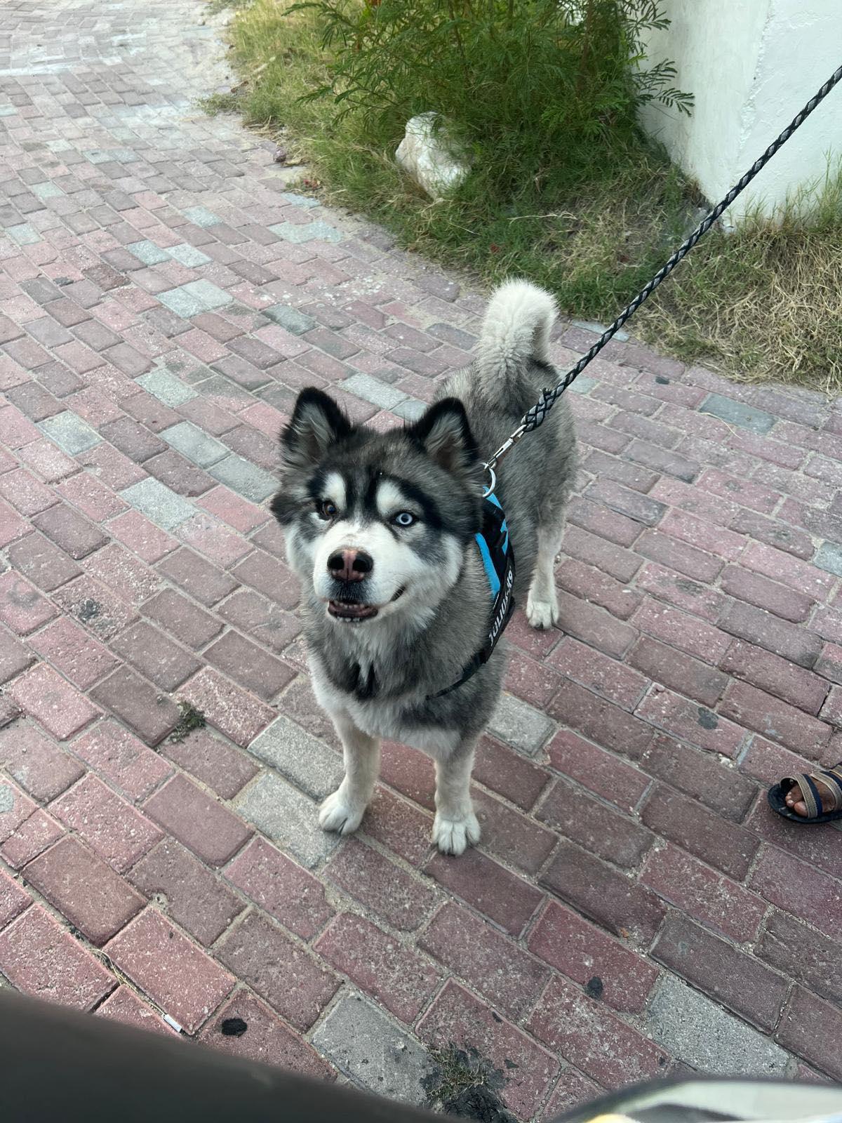 Echo, ADOPTABLE, Adult Male Alaskan Malamute.