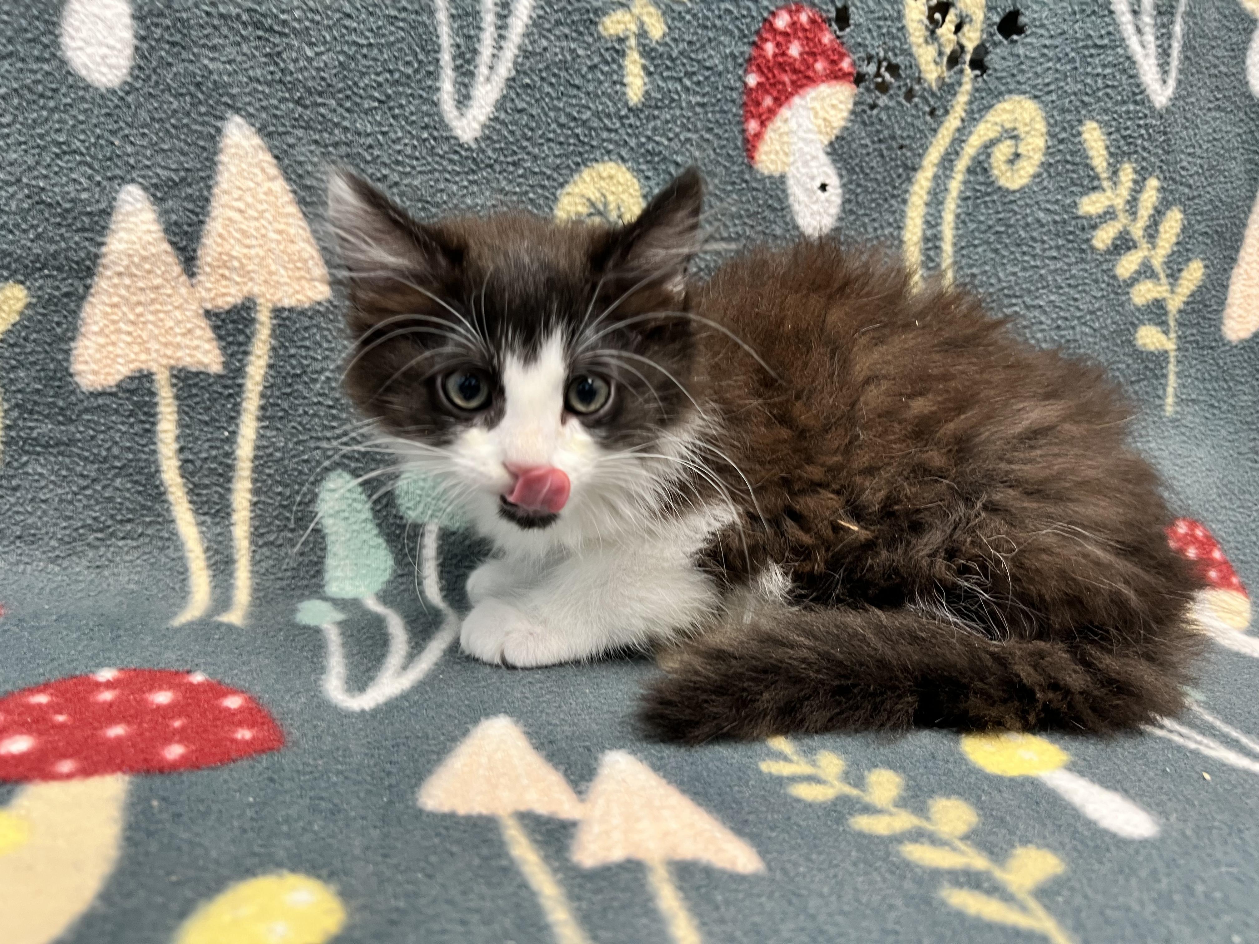 Mekayla, a ADOPTABLE Domestic Long Hair in Bear, DE image 2/2