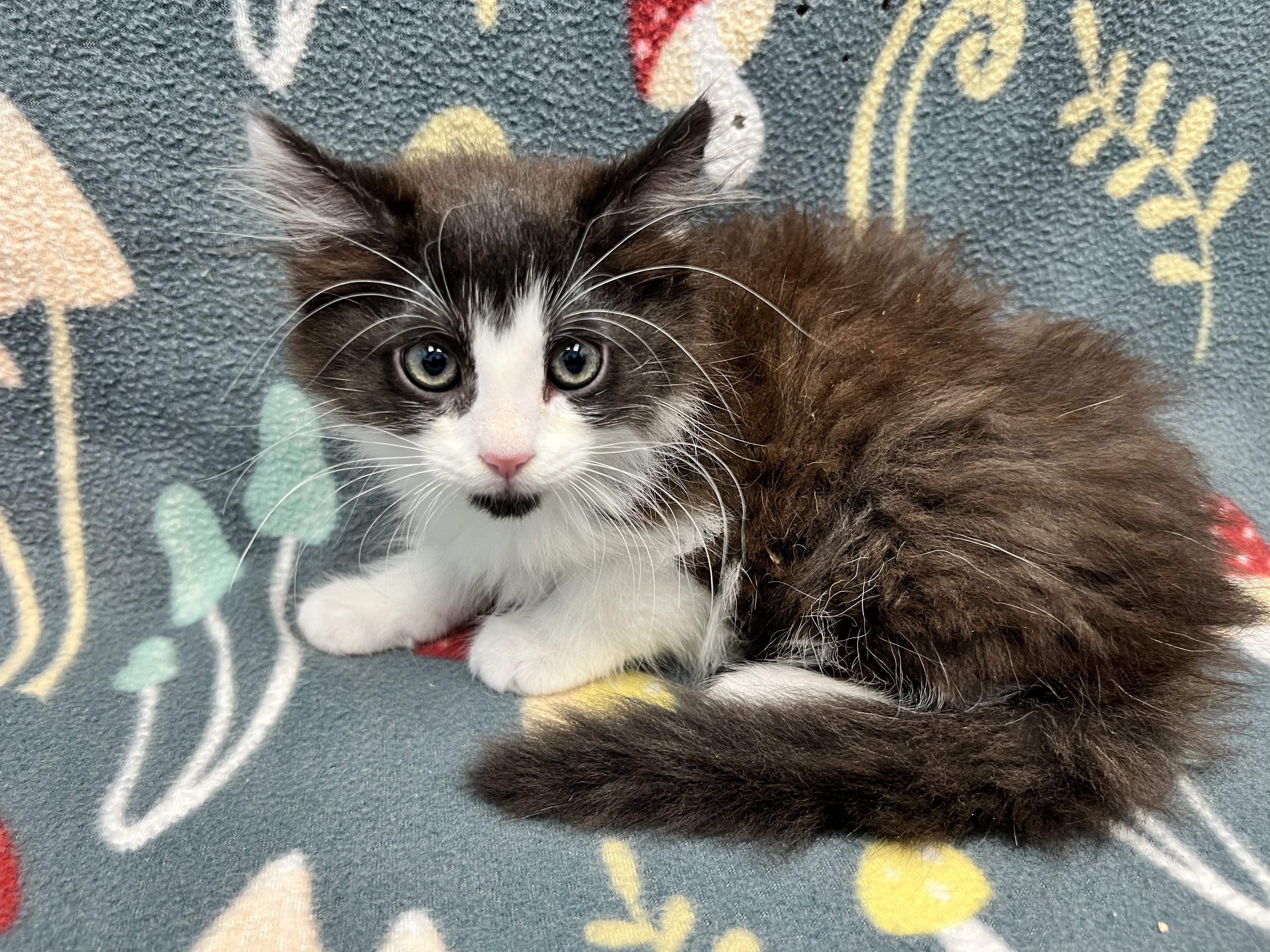 Mekayla, ADOPTABLE, Kitten Female Domestic Long Hair.