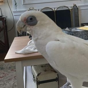 Tiki, Adoptable, Adult Female Cockatoo.