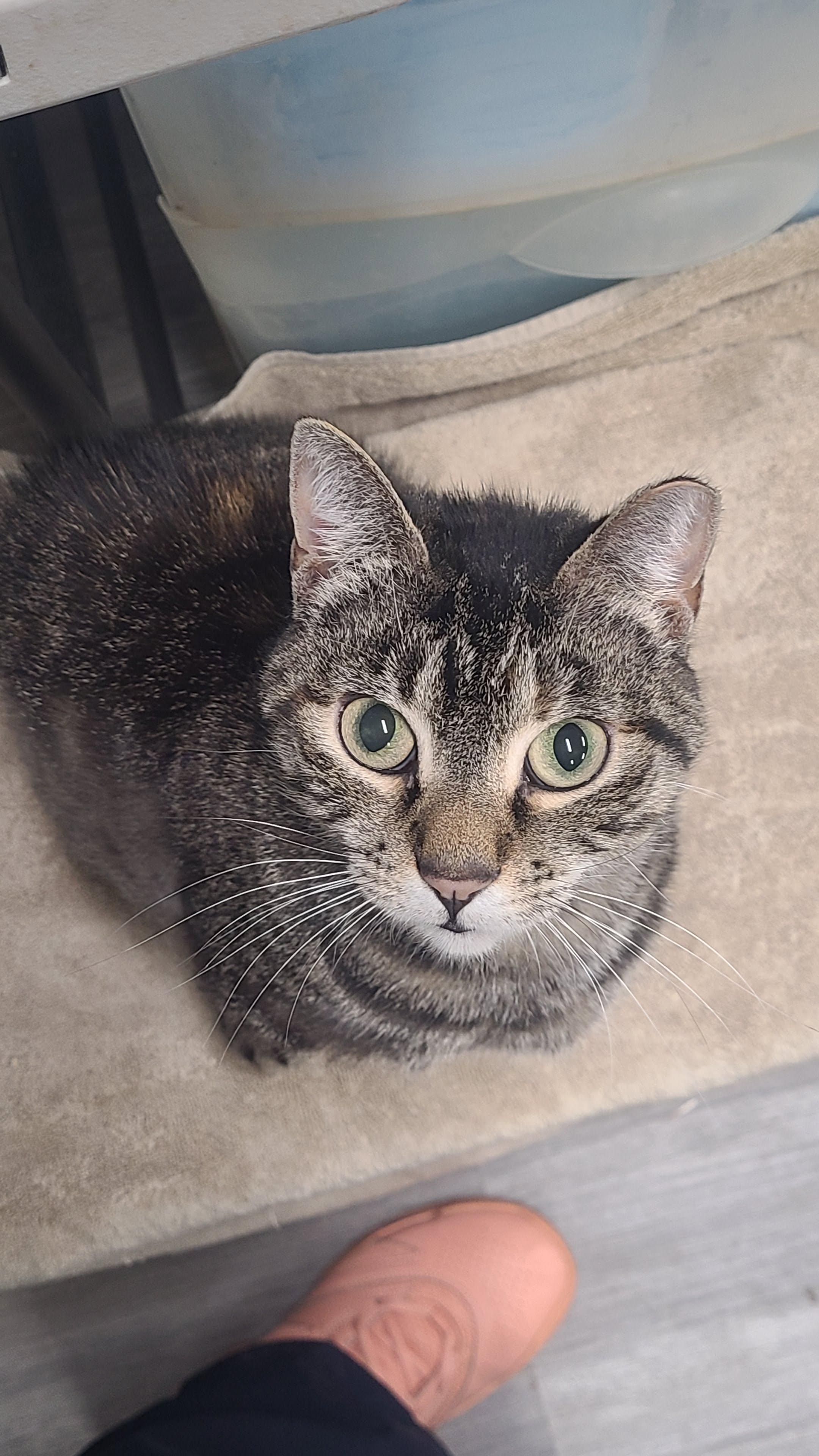 Enlarge Toni, a ADOPTABLE Domestic Short Hair in Norfolk, VA image 6/6