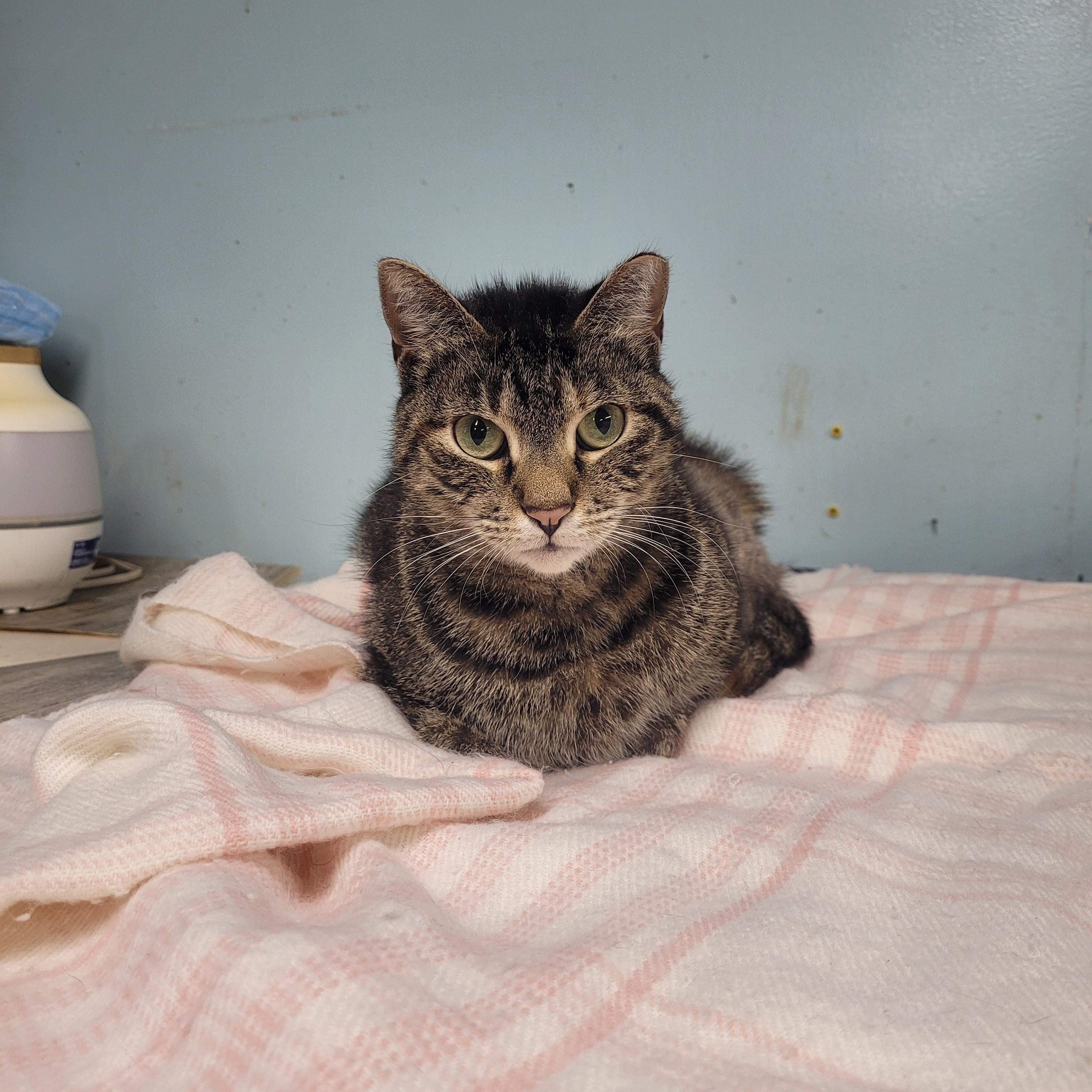 Enlarge Toni, a ADOPTABLE Domestic Short Hair in Norfolk, VA image 4/6