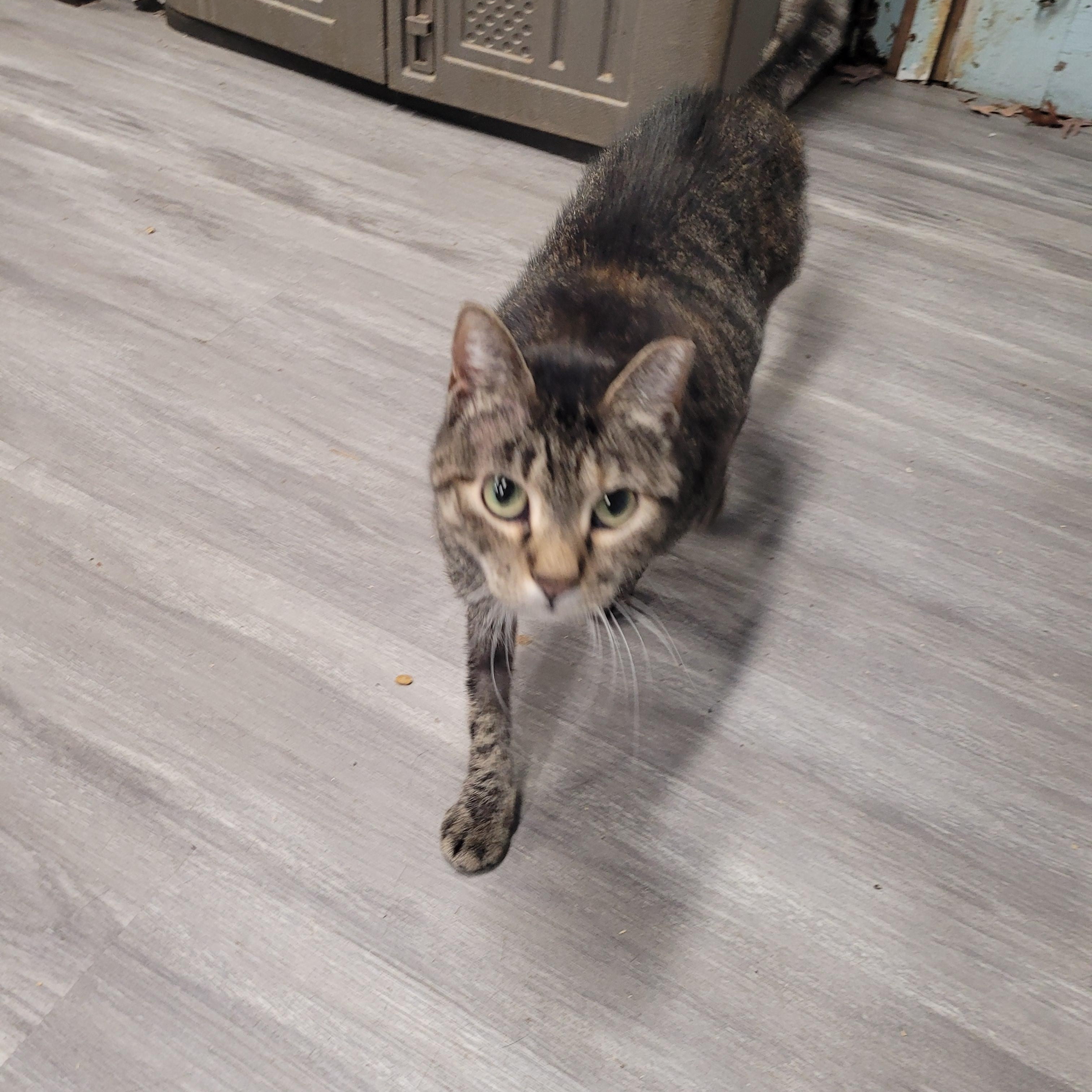 Enlarge Toni, a ADOPTABLE Domestic Short Hair in Norfolk, VA image 3/6