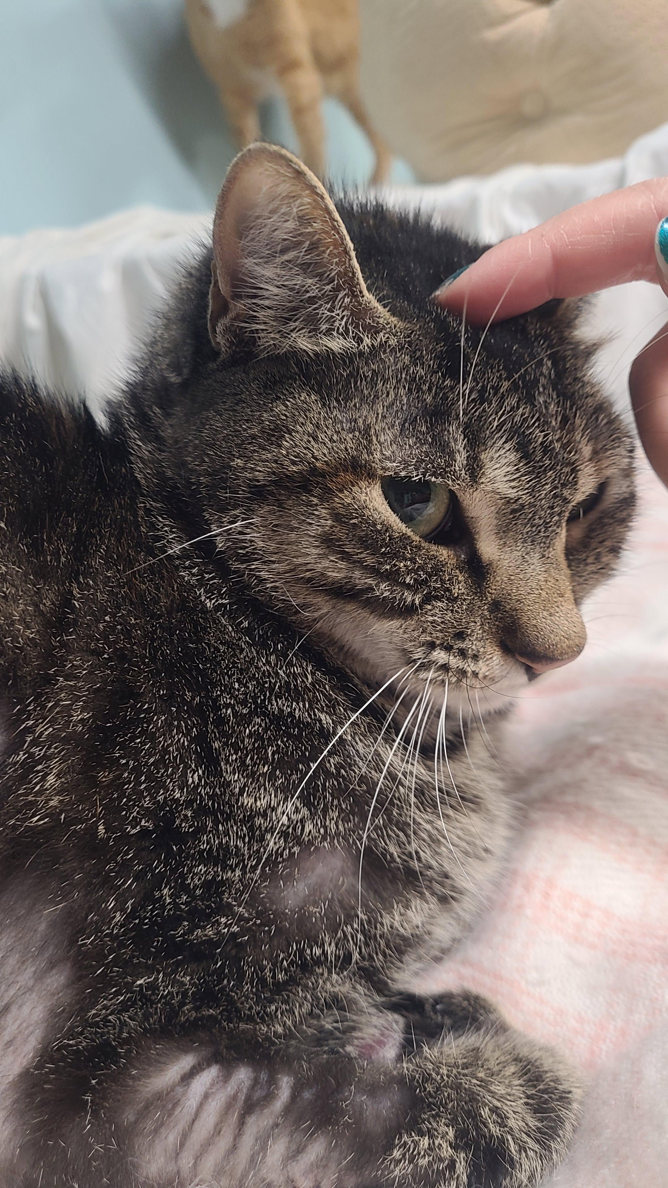 Enlarge Toni, a ADOPTABLE Domestic Short Hair in Norfolk, VA image 2/6