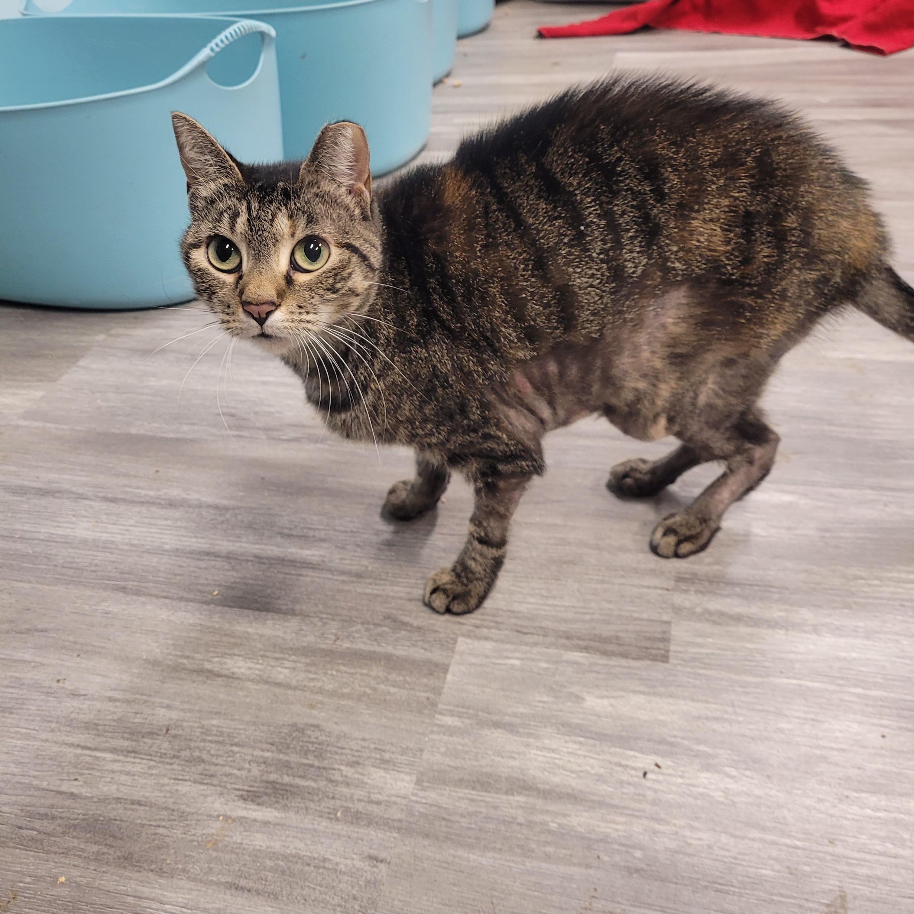 Enlarge Toni, a ADOPTABLE Domestic Short Hair in Norfolk, VA image 1/6