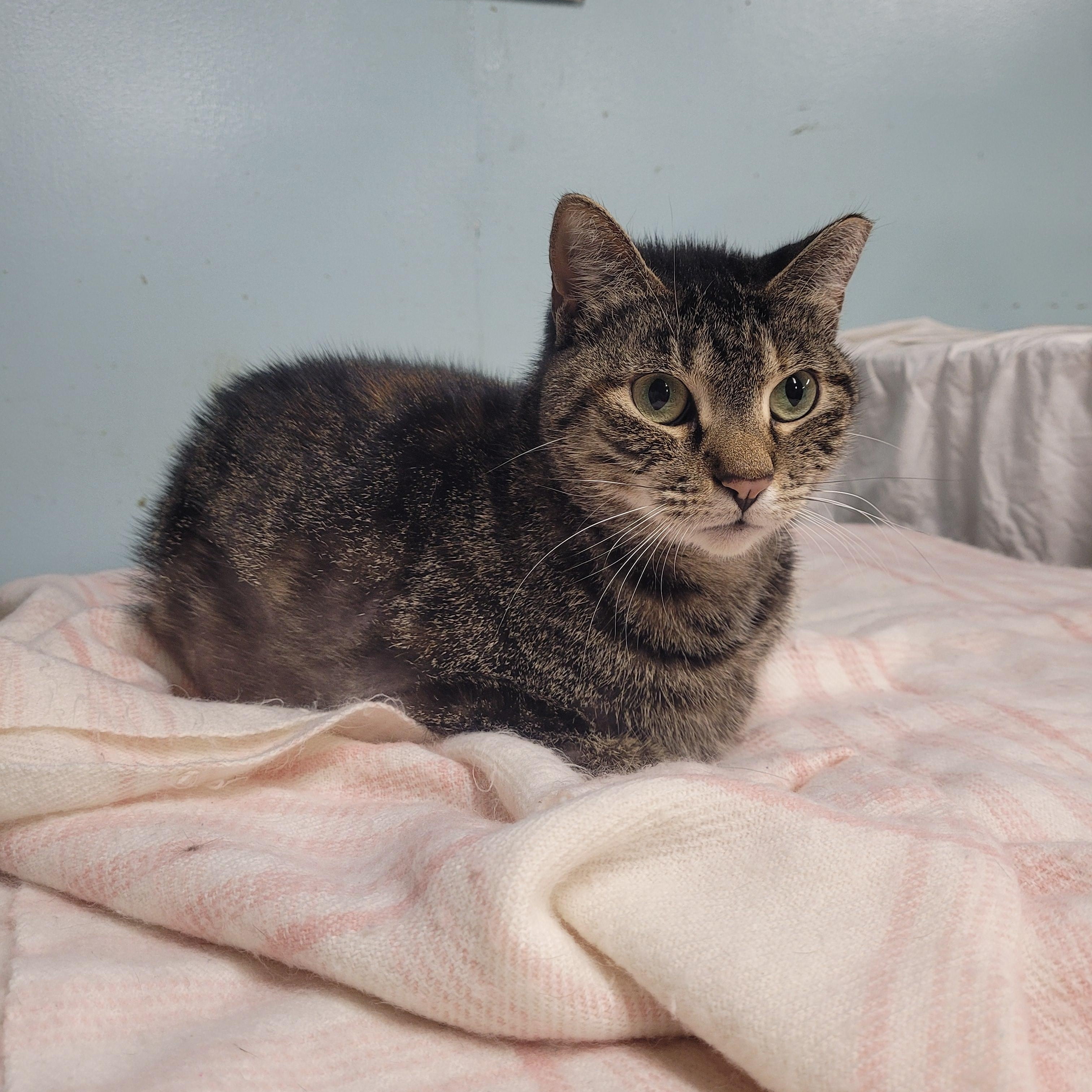 Enlarge Toni, a ADOPTABLE Domestic Short Hair in Norfolk, VA image 5/6