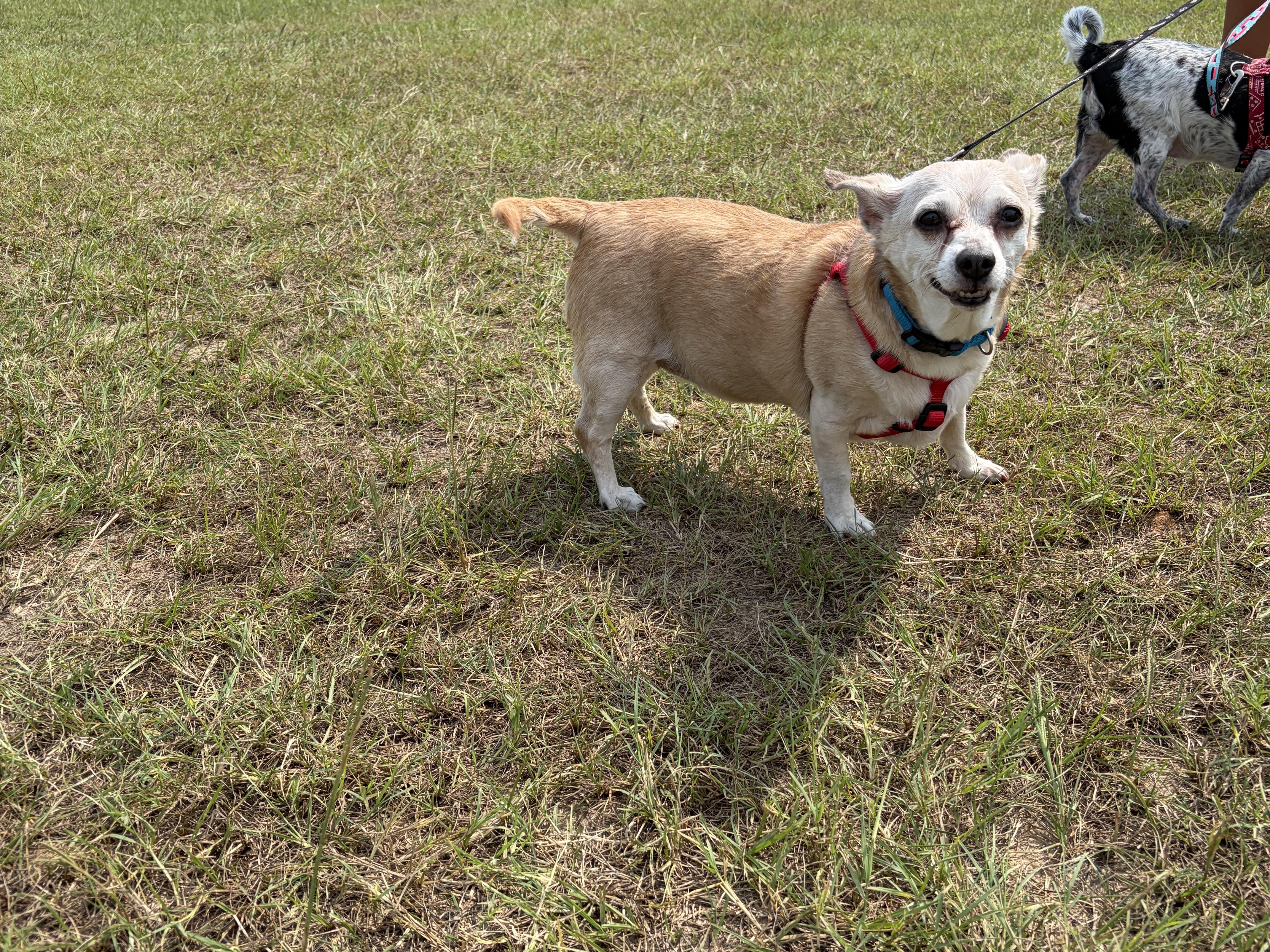 Enlarge Venus, a Adoptable mixed breed in Perry, GA image 1/4