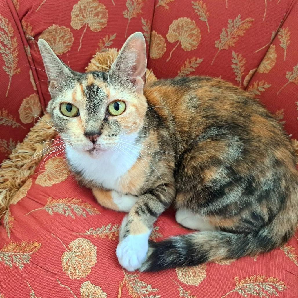 Enlarge Gigi, a Adoptable Domestic Short Hair in Alexandria, VA image 1/1