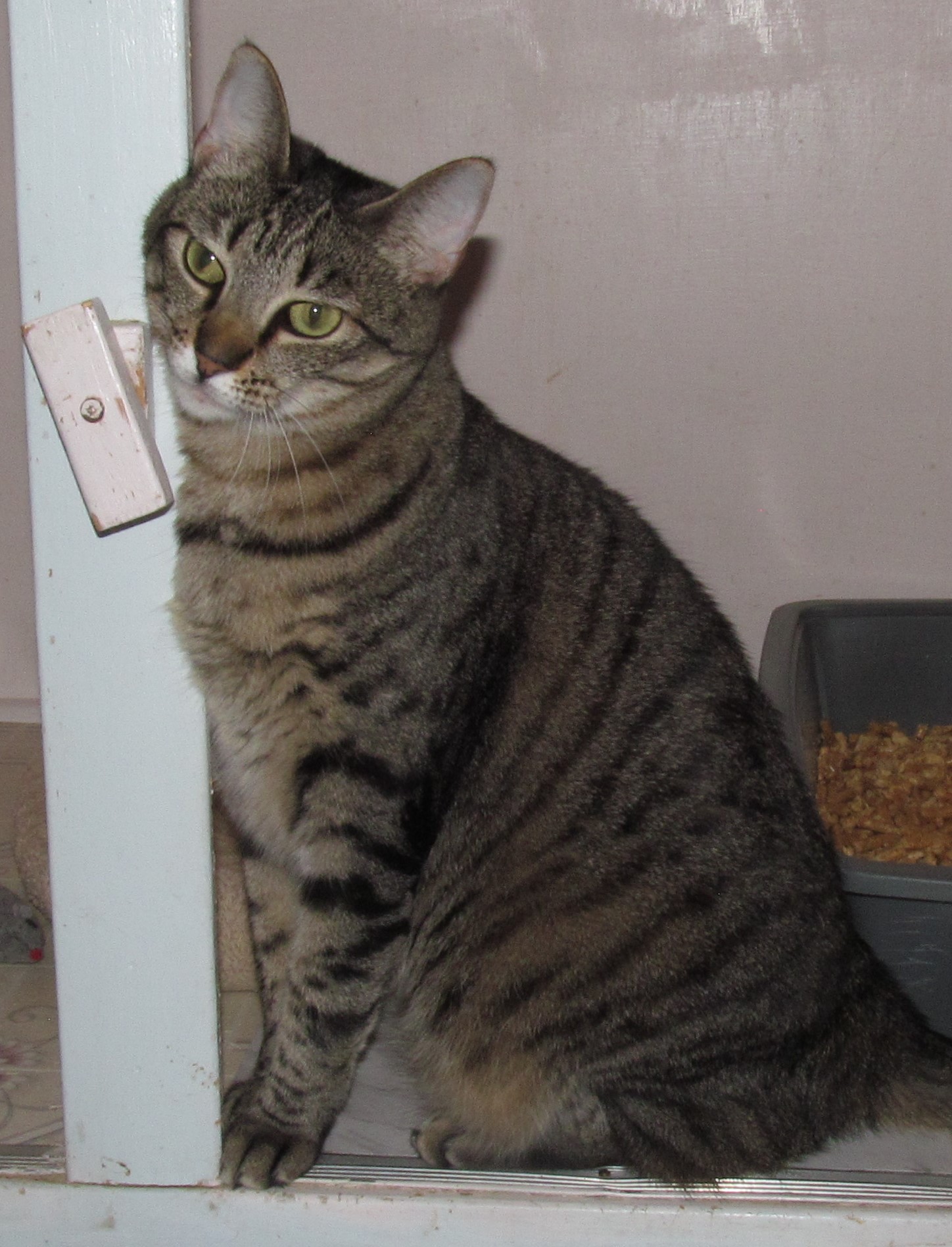 Enlarge SPEEDY, a Adoptable mixed breed in Crystal River, FL image 7/11