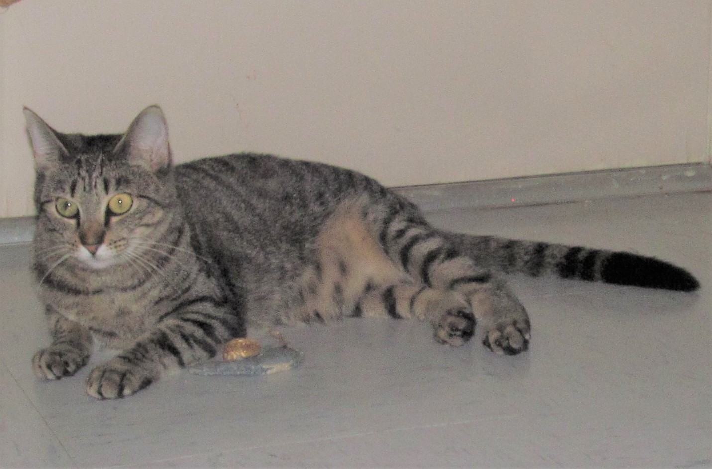 Enlarge SPEEDY, a Adoptable mixed breed in Crystal River, FL image 11/11