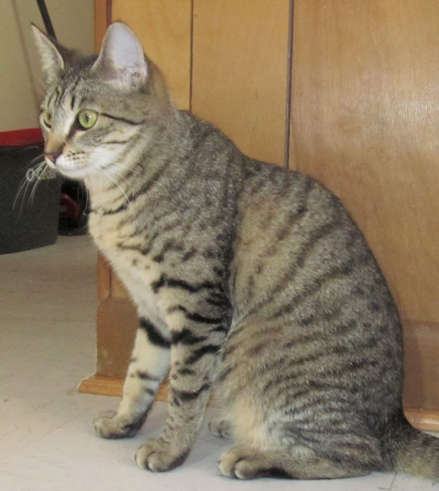 Enlarge SPEEDY, a Adoptable mixed breed in Crystal River, FL image 8/11