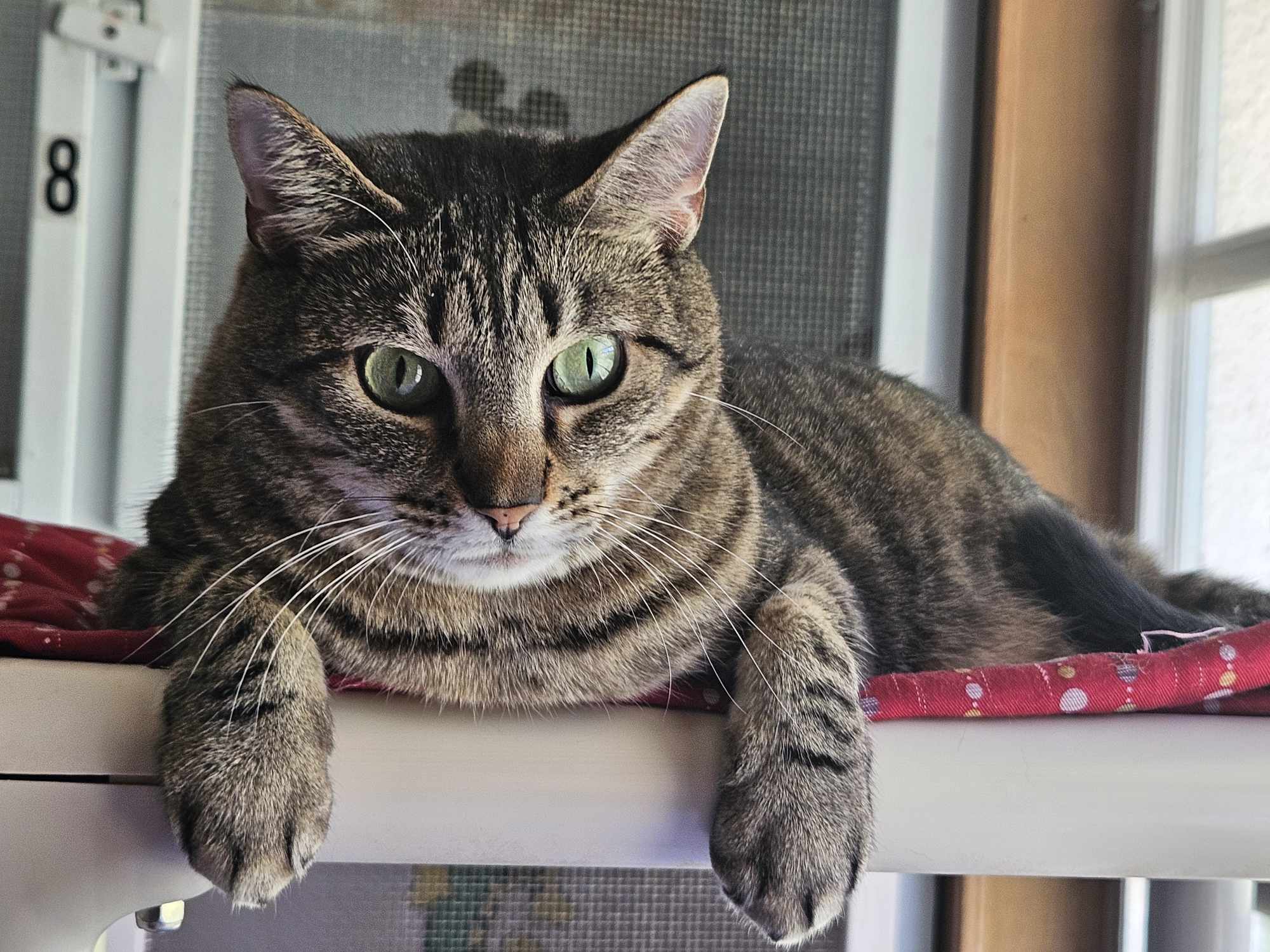 SPEEDY, Adoptable, Adult Female Domestic Short Hair & Tabby.