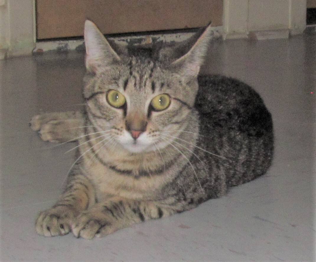 Enlarge SPEEDY, a Adoptable mixed breed in Crystal River, FL image 10/11