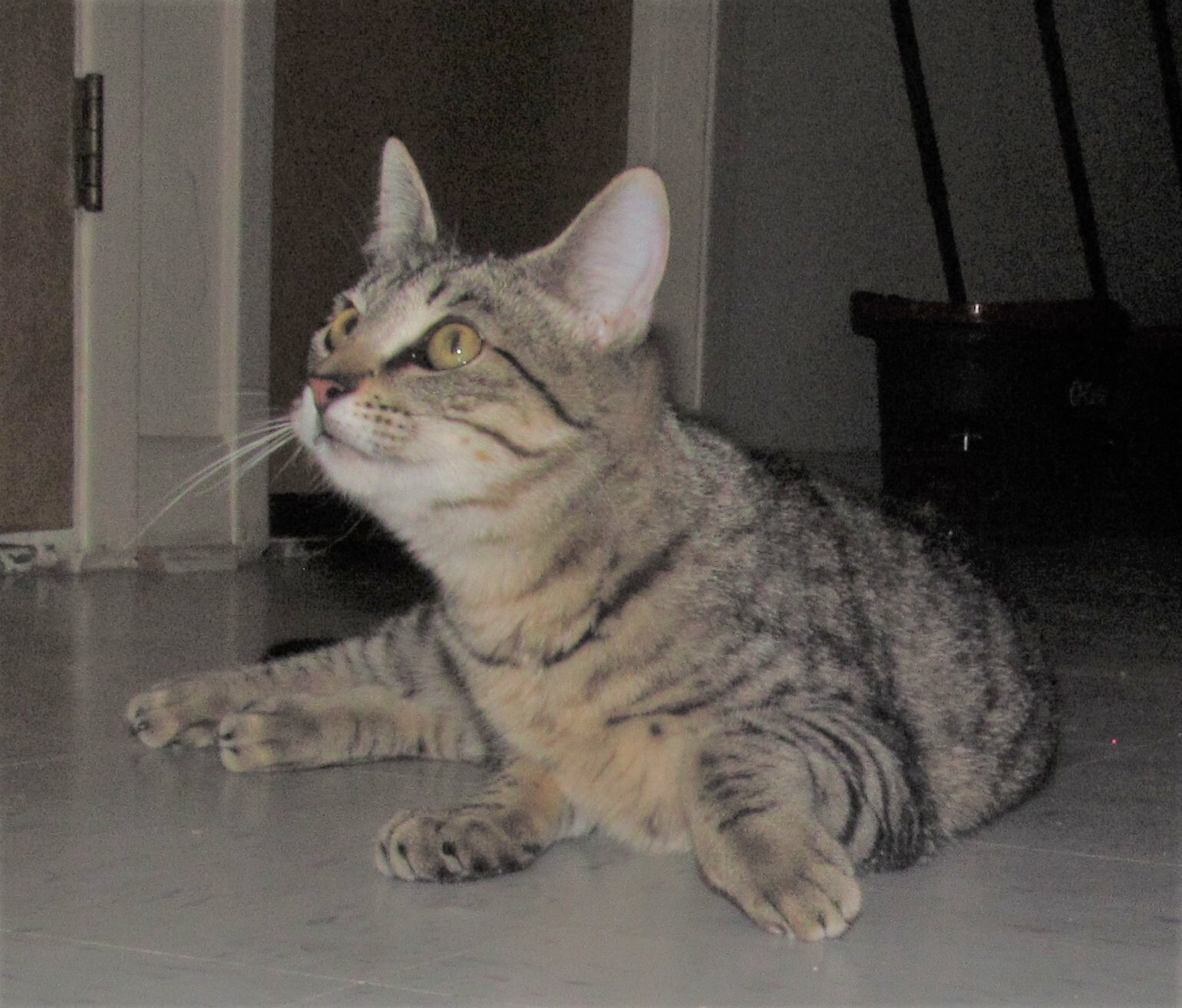 Enlarge SPEEDY, a Adoptable mixed breed in Crystal River, FL image 9/11