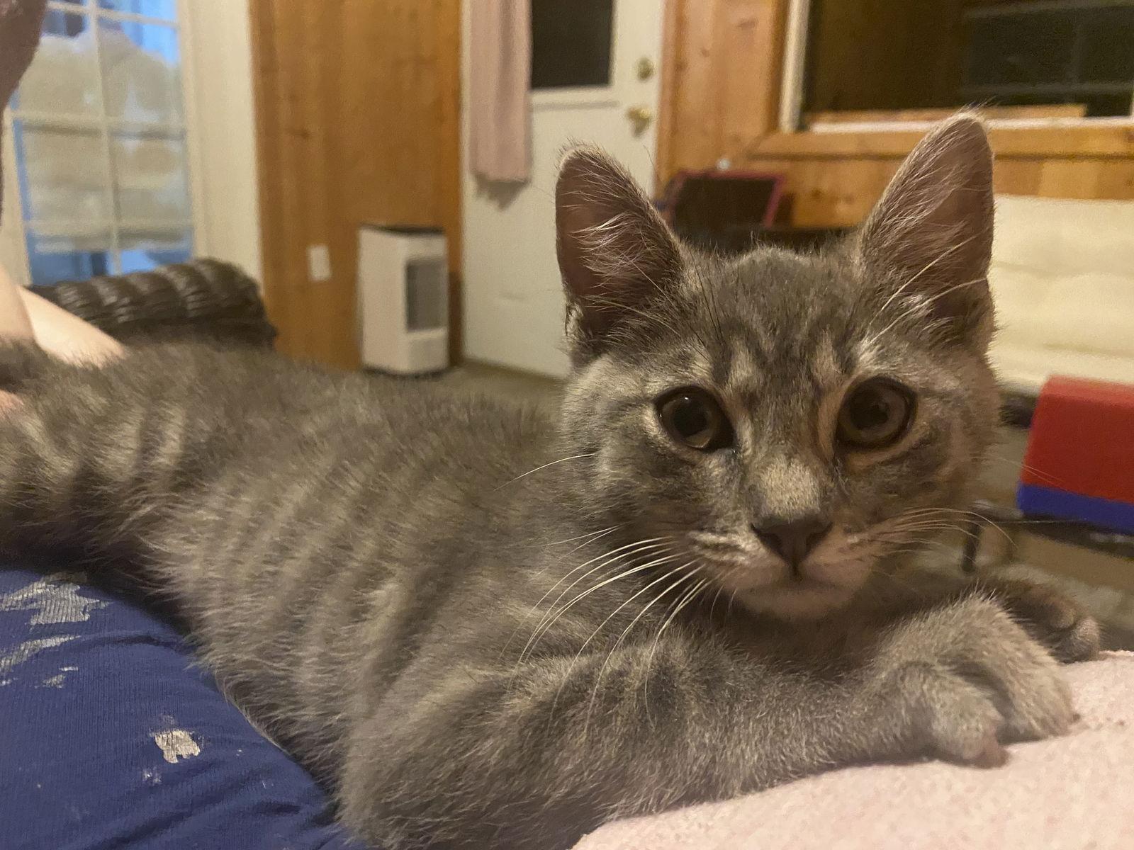 Best Buddy SPARKY, Adopted, Young Male American Shorthair & Tabby.