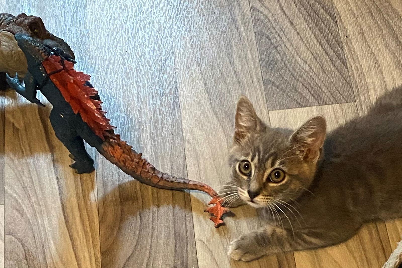 Best Buddy SPARKY, a Adopted mixed breed in Hillsboro, OR image 2/3