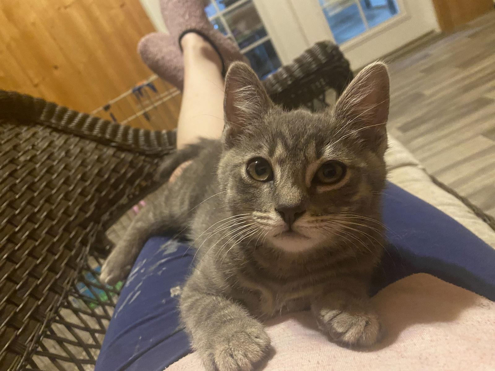 Best Buddy SPARKY, a Adopted mixed breed in Hillsboro, OR image 3/3