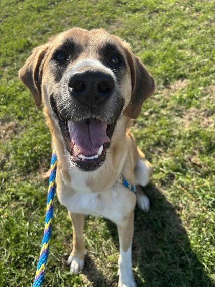 Enlarge Califlower, a Adoptable Mixed Breed in Memphis, TN image 1/3