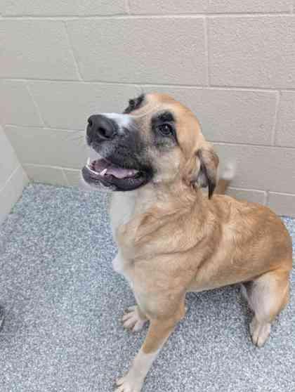 Enlarge Califlower, a Adoptable Mixed Breed in Memphis, TN image 2/3