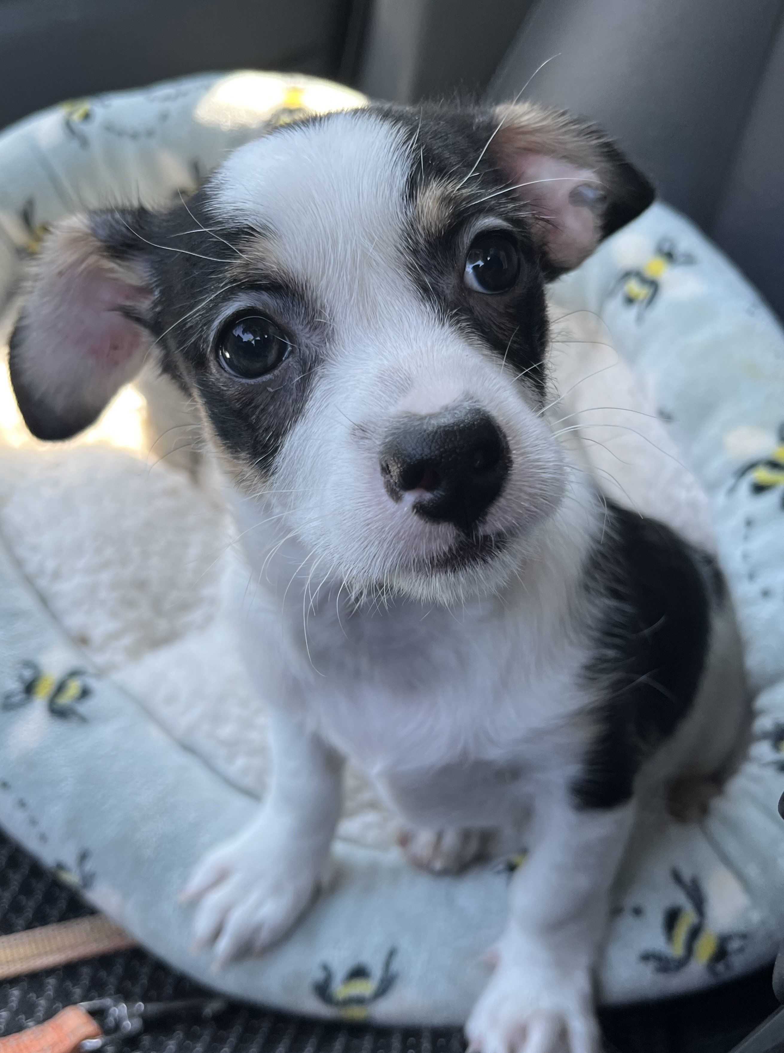 Dog for adoption Sadie, a Chihuahua & Terrier Mix in Yuba City, CA Petfinder