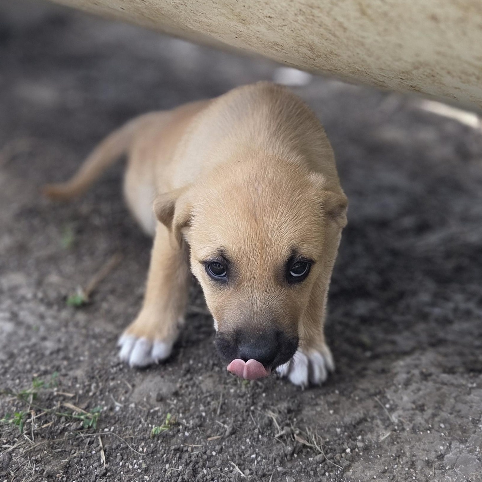 Verbena, Adopted, Young Female Cattle Dog & Labrador Retriever.