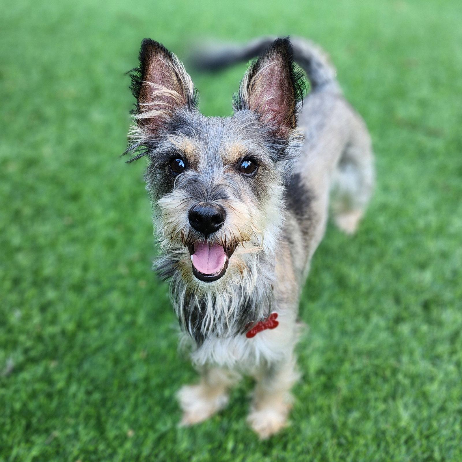 Mikey, Adoptable, Adult Male Schnauzer.