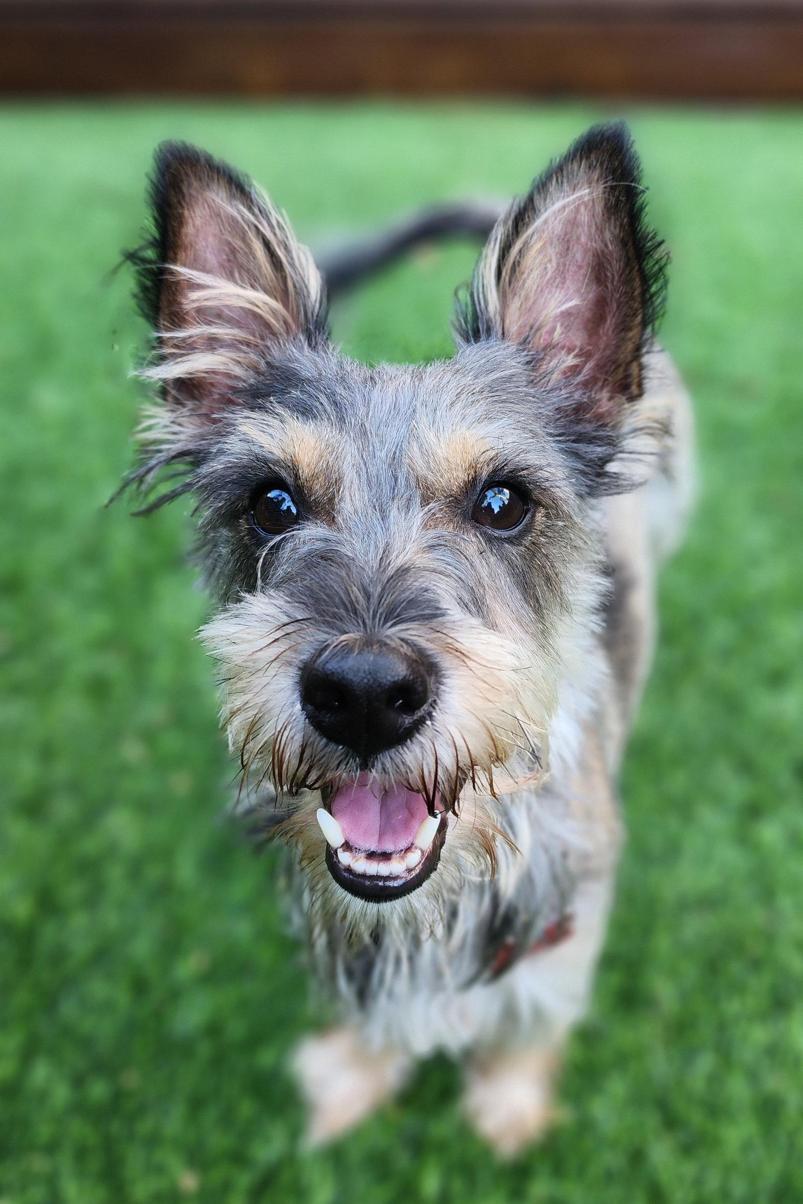 Enlarge Mikey, a Adoptable Schnauzer in San Diego, CA image 2/3