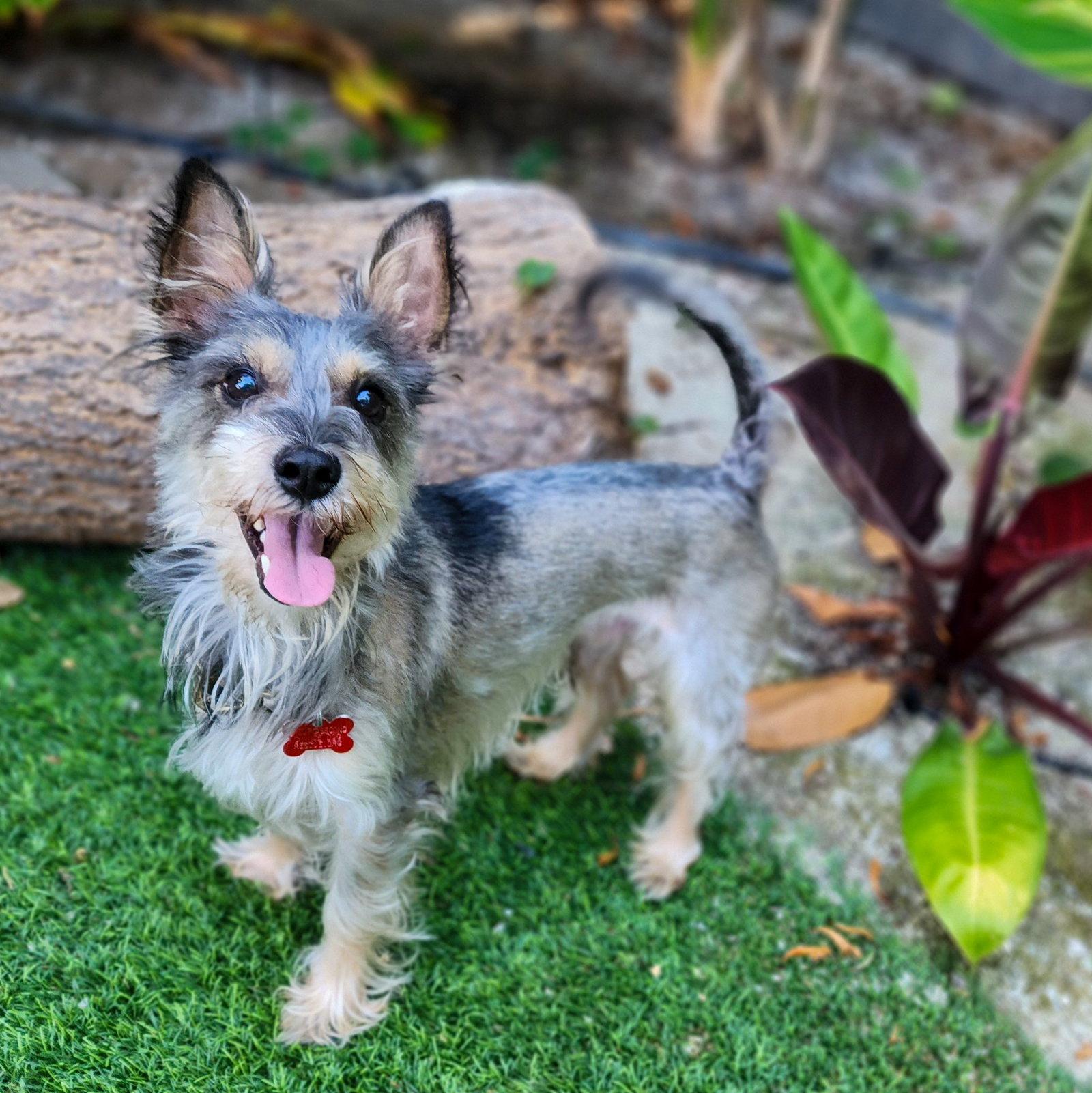 Enlarge Mikey, a Adoptable Schnauzer in San Diego, CA image 3/3