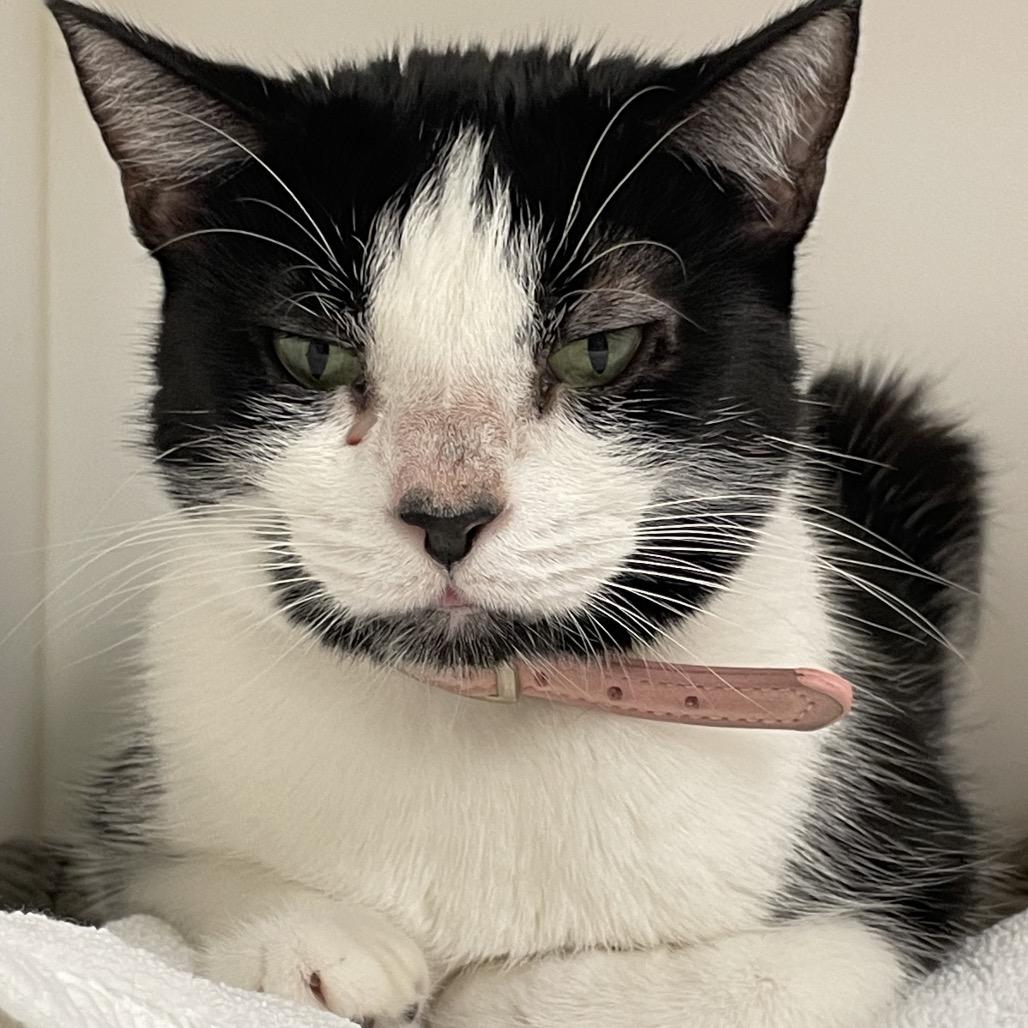 Enlarge Minnie, a Adoptable Domestic Short Hair in Philadelphia, PA image 1/4